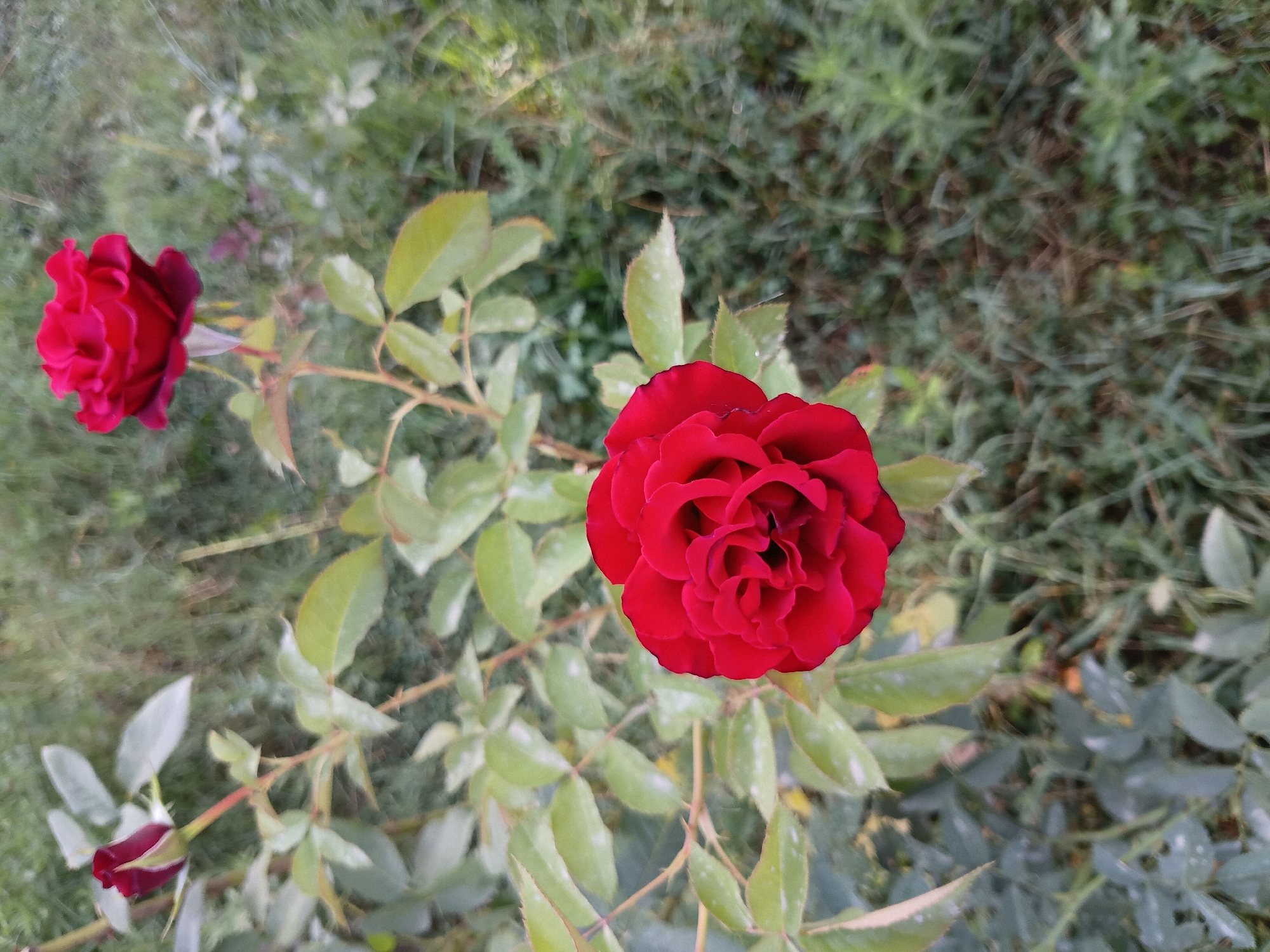 The image displays a close-up, slightly blurred view of a deep red rose in full bloom, positioned centrally in the frame. The rose features tightly packed petals with a velvety texture. To the left of the main rose, a rosebud in a darker shade of red is visible, along with several green leaves, some showing dew drops. Above and to the right, another fully bloomed red rose is partially visible, also out of focus. The background consists of an out-of-focus green and brown grassy area, suggesting an outdoor garden setting. There are no people or any indication of human activity. The image appears to be taken in a natural outdoor environment, possibly a garden in Мирзо Турсунзода, Tajikistan, given the context provided.