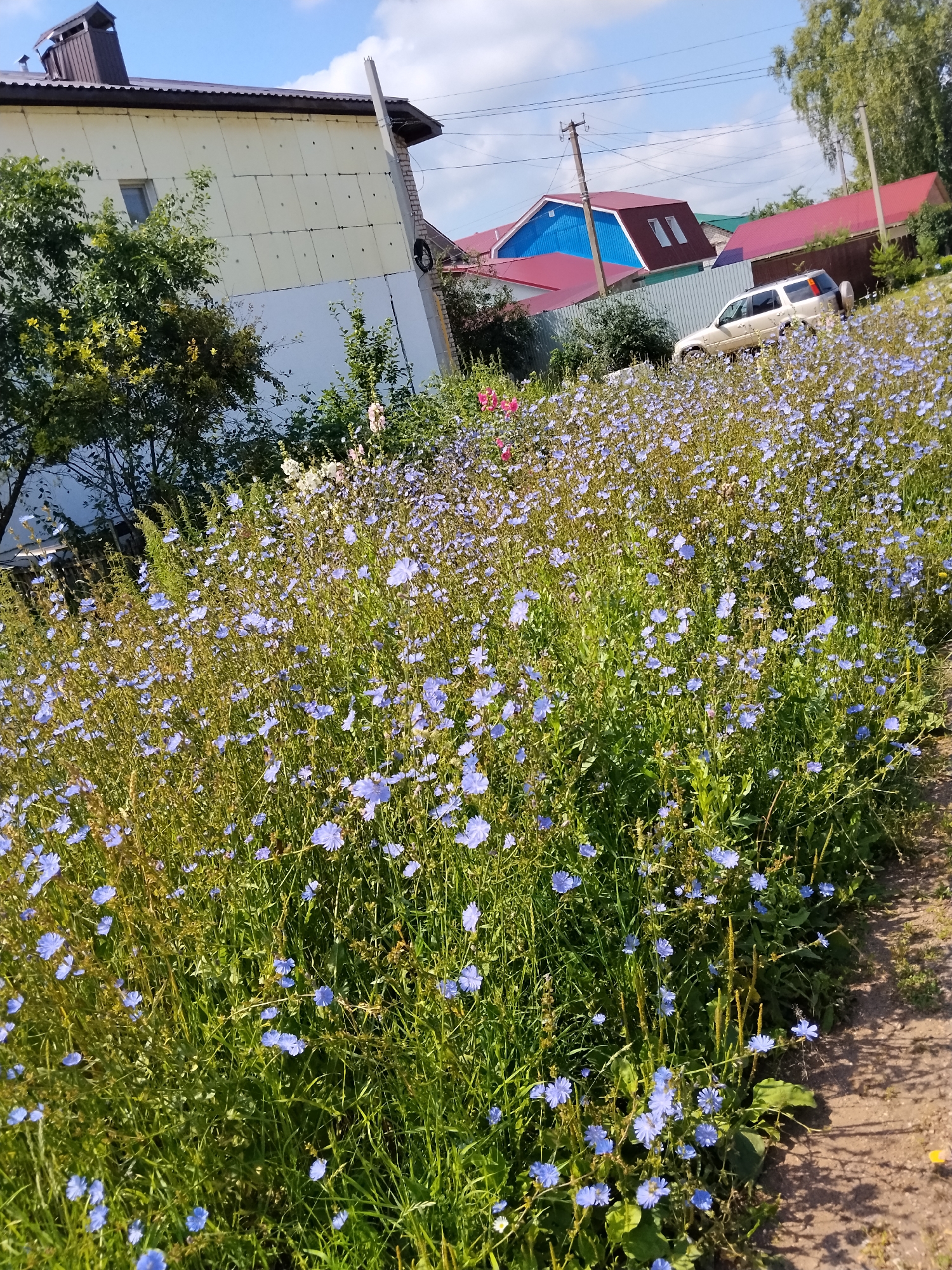 The image captures a sunlit scene in Mikhailovka, Russia, featuring a field of delicate blue chicory flowers bordering a dirt path. In the background, a light-colored building with white and yellow siding is visible, along with several houses with red and blue roofs. A light-colored SUV is parked near a metal fence. The sky is a clear blue with scattered white clouds. The environment is rural, with lush green foliage and trees interspersed with the buildings.