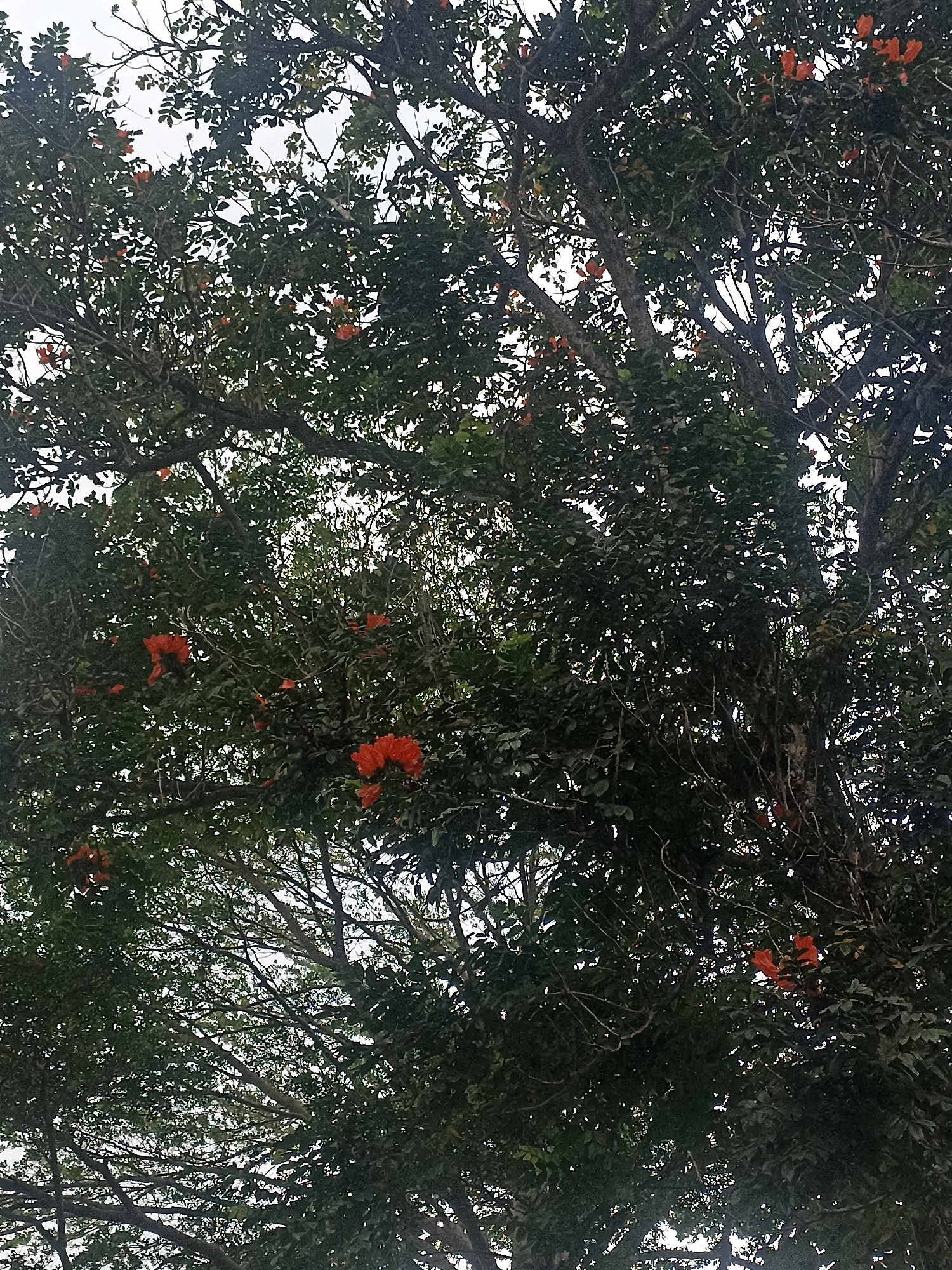 This image shows a view looking up into the canopy of a tree, likely in Kebumen, Indonesia. The tree has dense green foliage, with clusters of vibrant orange flowers scattered throughout. The branches are thick and dark, creating a network against the lighter sky. The lighting suggests it might be daytime, possibly overcast or late afternoon given the soft light filtering through the leaves. No people or specific architectural features are visible, focusing solely on the natural elements of the tree.