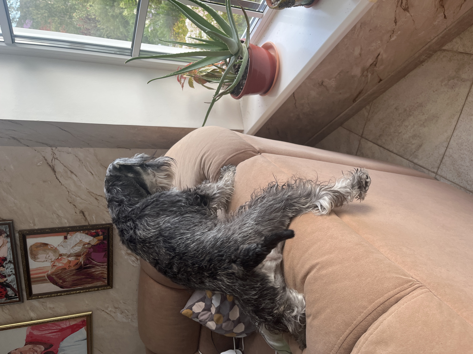 A schnauzer dog sleeps on a tan couch. The dog has salt-and-pepper colored fur. It is lying on its side with its legs outstretched, and its head is resting on a patterned pillow. The couch is positioned next to a window, through which greenery and trees are visible. The window is slightly open, and the sky appears to be overcast. On the windowsill behind the dog, there is a potted aloe vera plant. The walls are tiled with a marble-like pattern, and framed pictures hang on the wall to the left of the couch. The scene appears to be indoors, likely a living room, and the time of day seems to be daytime. The overall mood of the image is peaceful and relaxed, with the dog enjoying a nap. There is no visible text in the image.