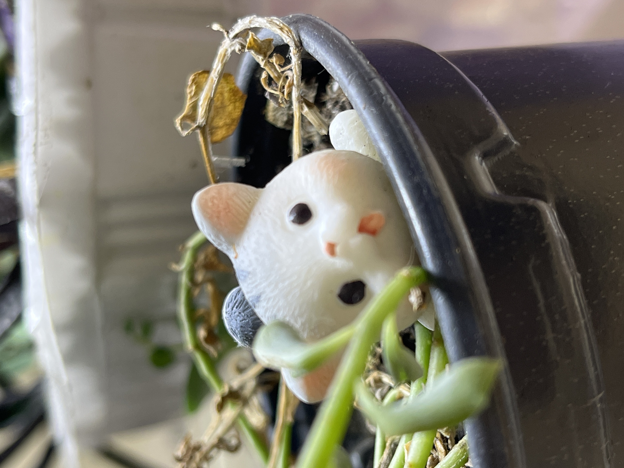 A miniature ceramic cat figurine, primarily white with pink accents on its ears and cheeks, is partially obscured by green succulent stems and dried plant matter within a dark gray pot. The figurine has black eyes and a small pink mouth with its tongue sticking out slightly. A small, light-colored pebble rests near the figurine. The pot is black and appears to be plastic. The background consists of other blurred plant pots and greenery, suggesting an indoor or sheltered outdoor setting, possibly a garden or windowsill. There are no people or discernible actions in the image. The scene is static and focused on the figurine and its immediate surroundings. The location is not specified as Krasnyye Barrikady, Russia.