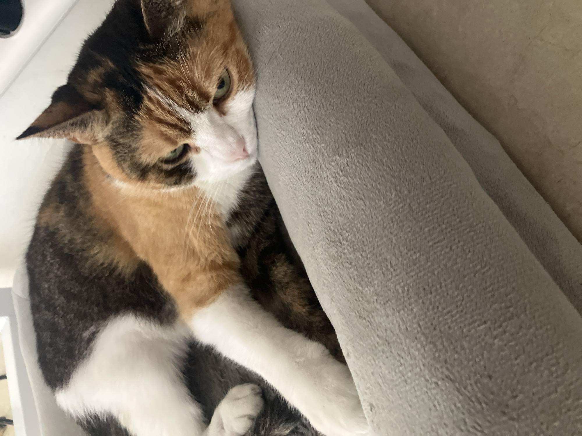 A calico cat rests its head on a soft, gray object, possibly a pillow or blanket. The cat has a white chest and paws, with patches of orange and black fur on its head and body. The cat's eyes are green, and it has a pink nose. The cat appears to be relaxed and comfortable. The background is blurry and indistinct, suggesting a domestic interior. The location is unknown.