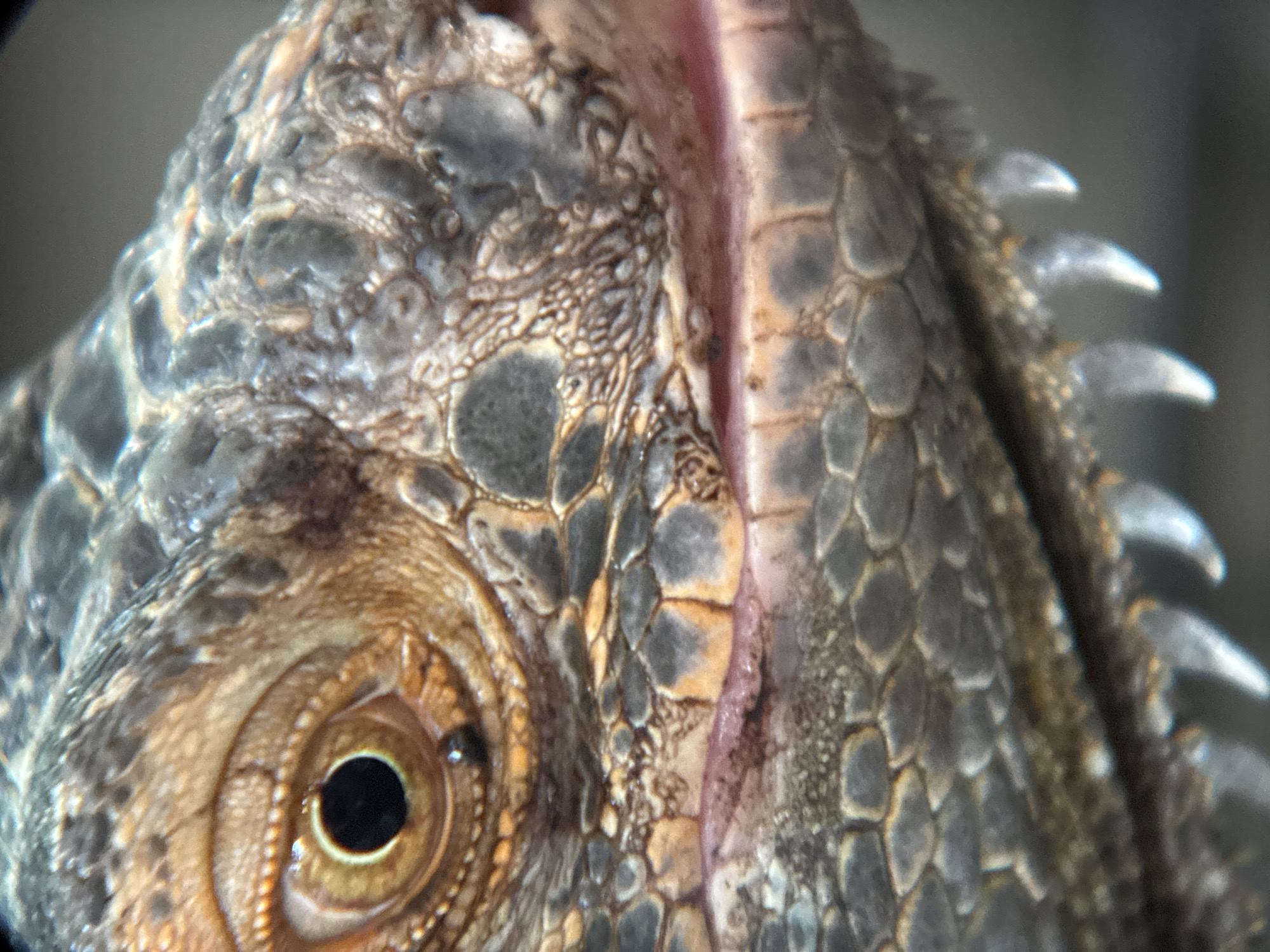 This is a close-up, macro photograph of an iguana's face. The image focuses on the iguana's eye, mouth, and scales. The eye is large and golden with a black pupil. The scales are a mix of grey, brown, and orange. The iguana's mouth is slightly open, revealing pink gums and sharp teeth. The background is blurred and out of focus. This image was taken in Nha Trang, Vietnam.
