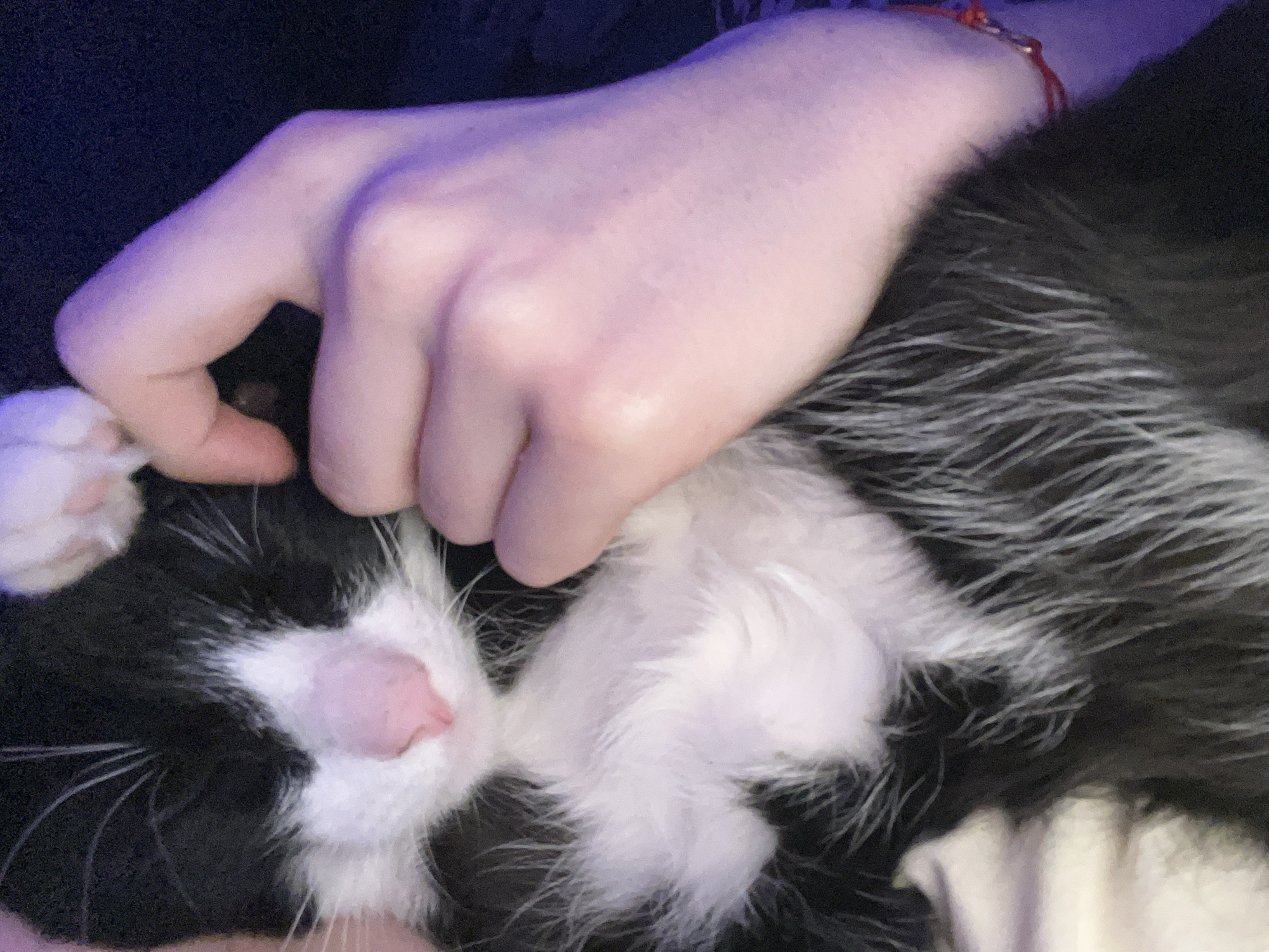 A human hand is cradling a black and white cat. The cat is mostly white on its face and chest, with black patches around its eyes and on its head. The cat is sleeping or relaxed. The human hand appears to be gently holding the cat's head. A red string bracelet is visible on the person's wrist. The background is dark. The scene does not appear to be in Saint Petersburg, Russia.