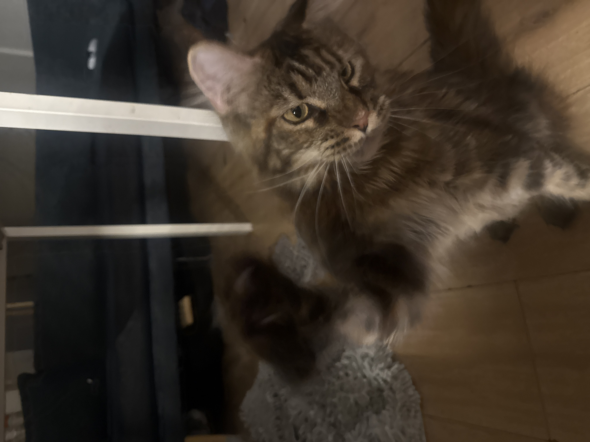 In Herzliya, Israel, an image captures a Maine Coon cat with a tabby pattern and long fur. The cat is positioned on a wooden floor, with a blurred fluffy grey rug visible to its left. The cat's head is tilted, and it appears to be looking towards the right of the frame with its left eye more open than its right. Its whiskers are prominent. In the background, a dark blue sofa is visible, suggesting the setting is indoors, likely a living room. The lighting is dim, contributing to the blurred effect of some elements in the image.