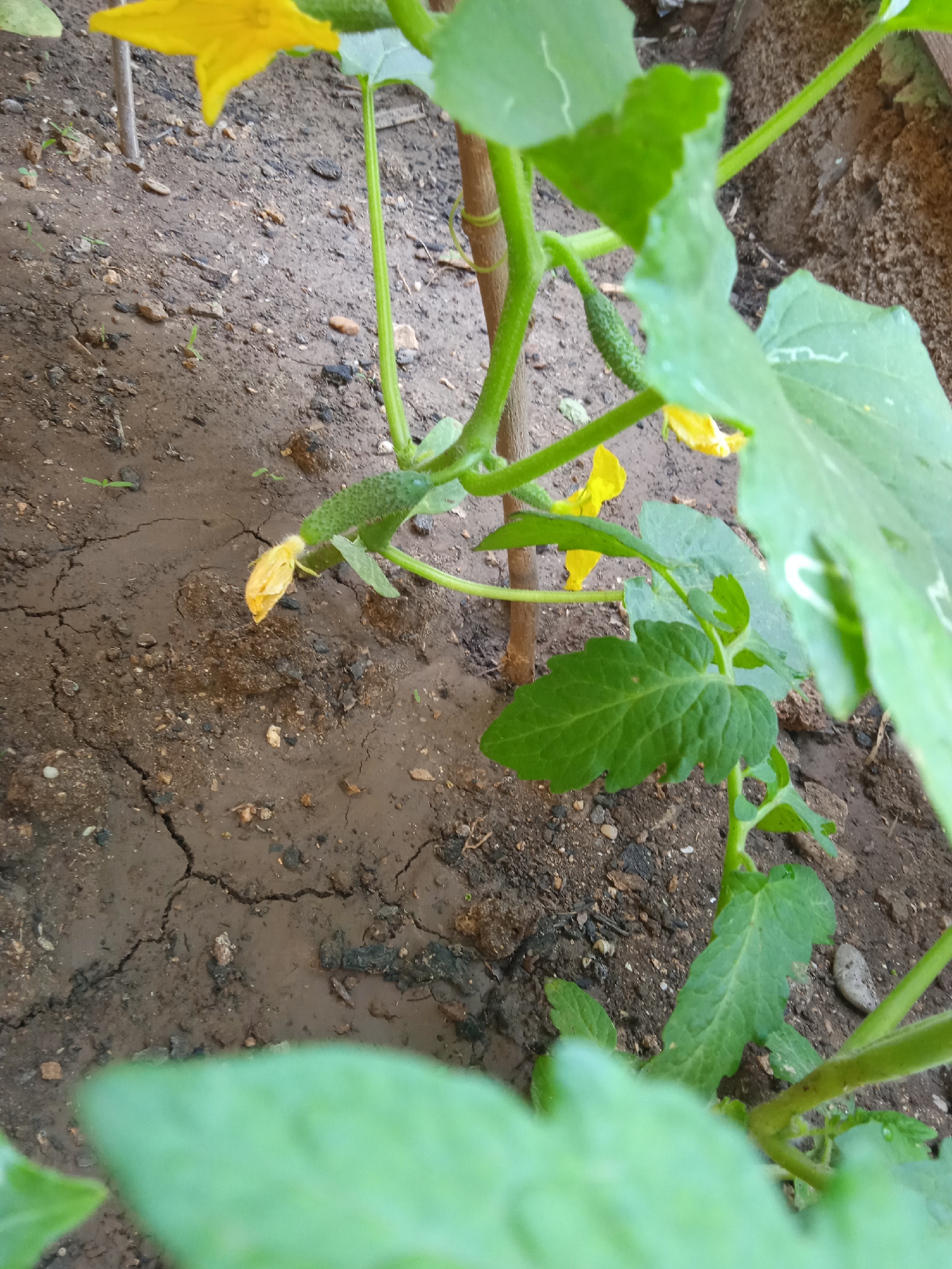 The image shows a close-up view of a young cucumber plant growing in soil. The plant has several green leaves and yellow flowers. Two small, developing cucumbers are visible. One is attached to the stem and has a yellow flower remnant at its tip, while the other is further along its stem and also has a yellow flower remnant. The plant is supported by a thin wooden stake. The soil is dark brown and appears somewhat dry with visible cracks, suggesting it may have recently been watered or is in a dry period. Small green sprouts are scattered in the soil around the plant. The background is out of focus, but it appears to be an outdoor setting with more soil and possibly other plants. There is no visible text in the image. The lighting suggests it is daytime, possibly overcast or in the shade, as there are no strong shadows. The overall scene depicts early growth and development of a vegetable plant in what appears to be a garden or cultivated area in Saky, Ukraine.