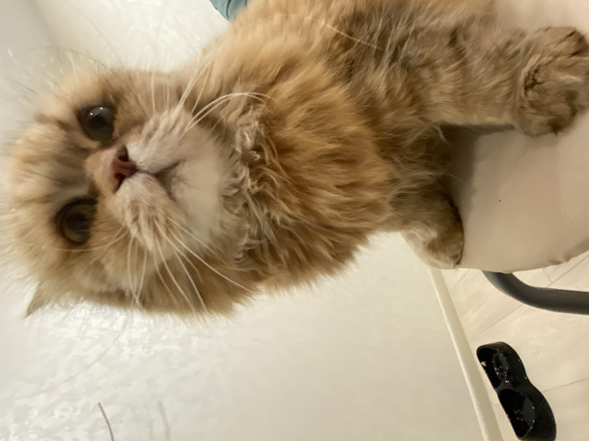 A close-up, tilted shot focuses on a golden-brown, long-haired cat with green eyes. The cat appears to be on a white surface, possibly a chair. The background includes a white wall with a glimpse of a black object on the floor. There is no information about the location in the city of Kazan, Russia in the image.