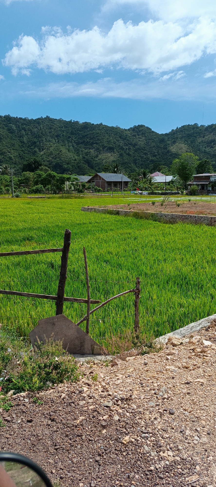 A wide-angle, vertical shot captures a verdant rice paddy field under a bright blue sky with scattered white clouds. The foreground features a rough dirt path with scattered rocks and gravel, transitioning into a simple wooden fence made of rough-hewn posts and horizontal planks. A weathered, triangular piece of concrete or stone rests near the fence. Beyond the fence, the lush green rice stalks stretch towards the middle ground, where a few low-lying buildings are visible. These structures appear to be houses, with one larger building constructed of wood with a dark roof, and other, more modern houses with lighter colored walls and roofs. A gentle, tree-covered hillside forms the backdrop, leading up to a hazy mountain range under the expanse of the sky. The scene is characteristic of rural areas in Geundring, Indonesia, with its focus on agriculture and its proximity to natural landscapes. No people are visible in the frame.