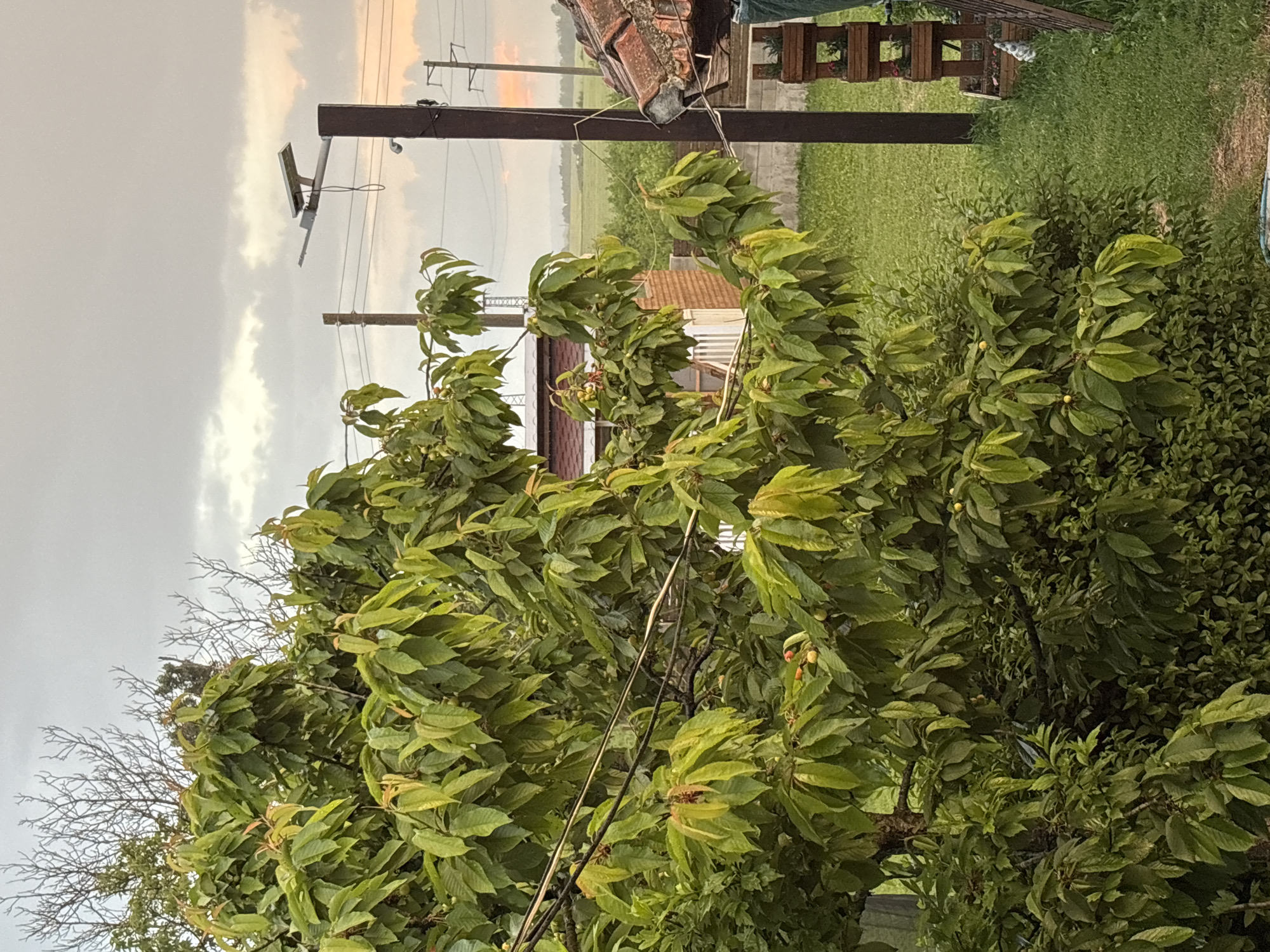 The image shows a tree with green leaves in the foreground. In the background, there is a wooden structure with a roof, a grassy field, and power lines. The sky is cloudy with hints of sunset colors. This scene is located in Pchelnik, Bulgaria.