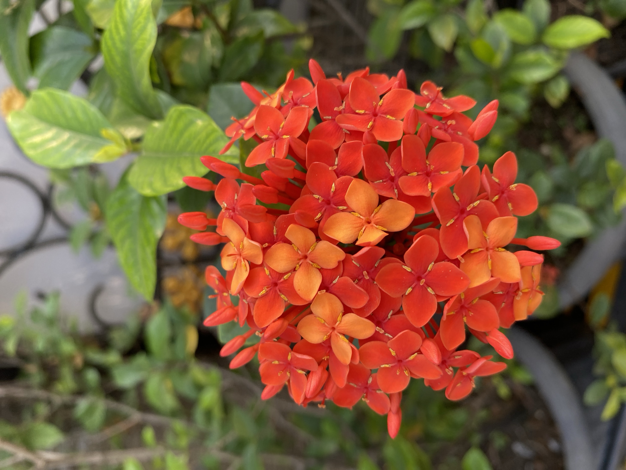 The image shows a close-up view of a cluster of red and orange Ixora flowers. The flowers are small, star-shaped, and densely packed together. Some of the flowers are in full bloom, while others are still in bud. The background is a blur of green leaves and a grey pot. The lighting suggests it is daytime. The image does not contain any identifiable landmarks or elements that would specifically place it in Bandung City, Indonesia.