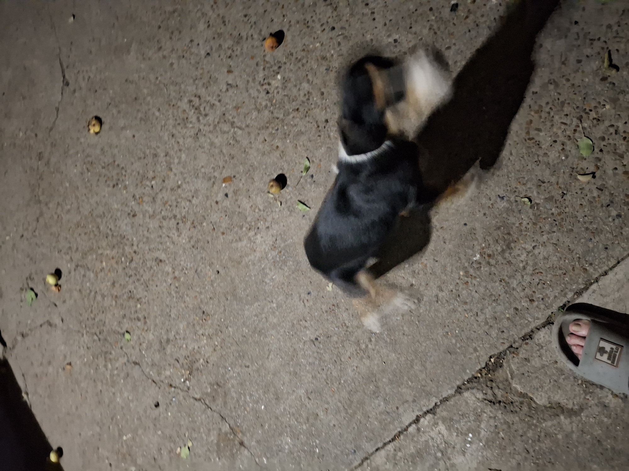 The image shows a dark asphalt surface with several small, round objects scattered across it, possibly fruits or nuts. In the lower half of the image, a dog, primarily black and tan with some white markings, is captured mid-motion, its legs blurred due to movement. The dog appears to be wearing a white collar. To the left of the dog, a person's foot wearing a grey sandal is visible, positioned on the edge of the asphalt. The overall lighting suggests it is nighttime or a poorly lit area. The scene is consistent with an outdoor area in Roghi, Moldova, where such ground surfaces and scattered natural debris are common.