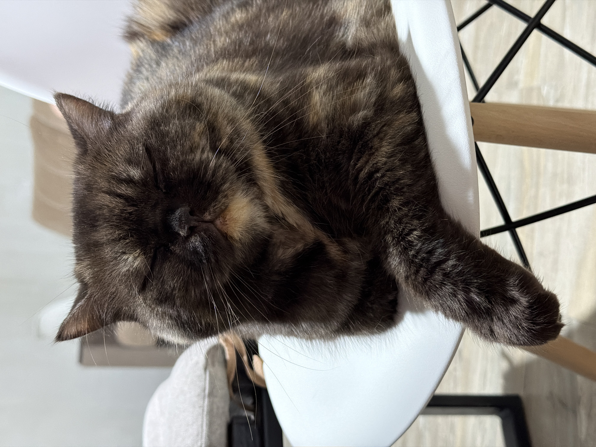 A tortoiseshell cat is sleeping on a white chair. The chair is a modern design with wooden legs and a black metal frame. The cat's fur is a mix of brown and black colors. The photo was taken indoors, with a wooden floor visible in the background. The location is Chaikovsky, Russia.