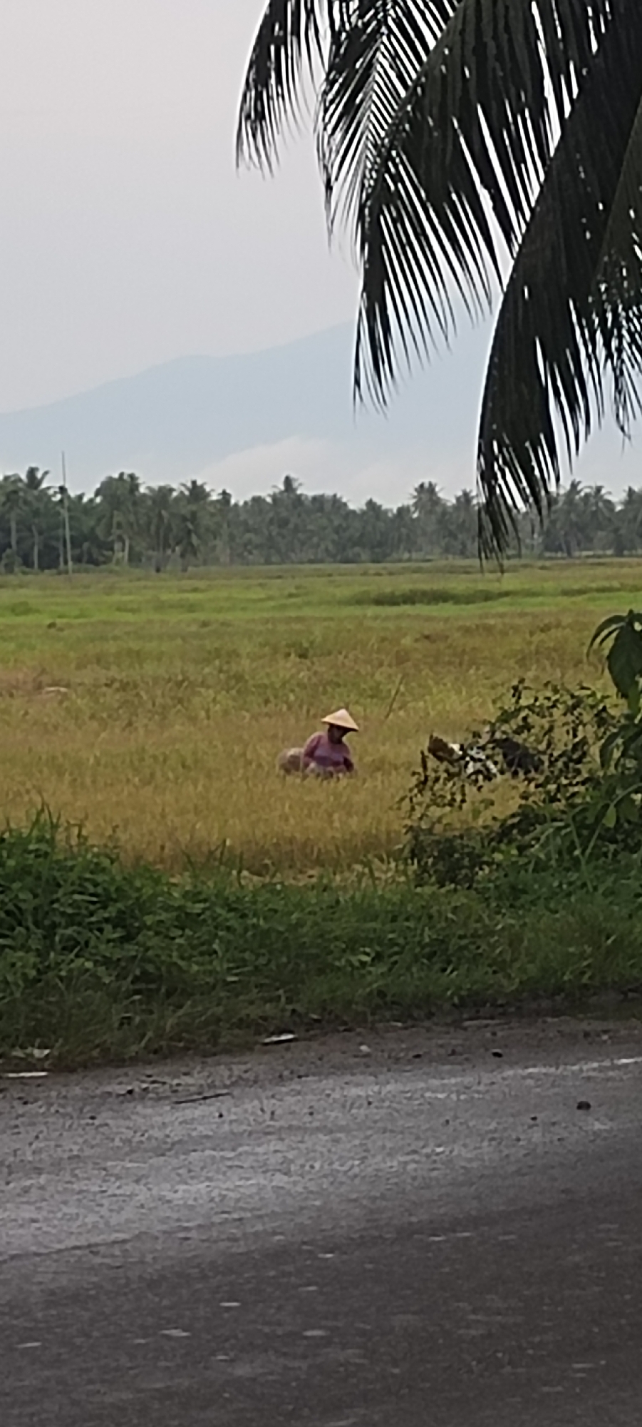 A rural scene in Aluegunto, Indonesia. In a rice paddy, a person wearing a conical Asian hat is bent over, seemingly working the land. The rice paddy is mostly golden, likely indicating the rice is ready for harvest. In the background, there is a line of trees and a mountain range in the distance. A palm tree is visible in the top right corner. In the foreground, there are various plants and what seems to be an asphalt road. The sky is overcast, suggesting possible rain.