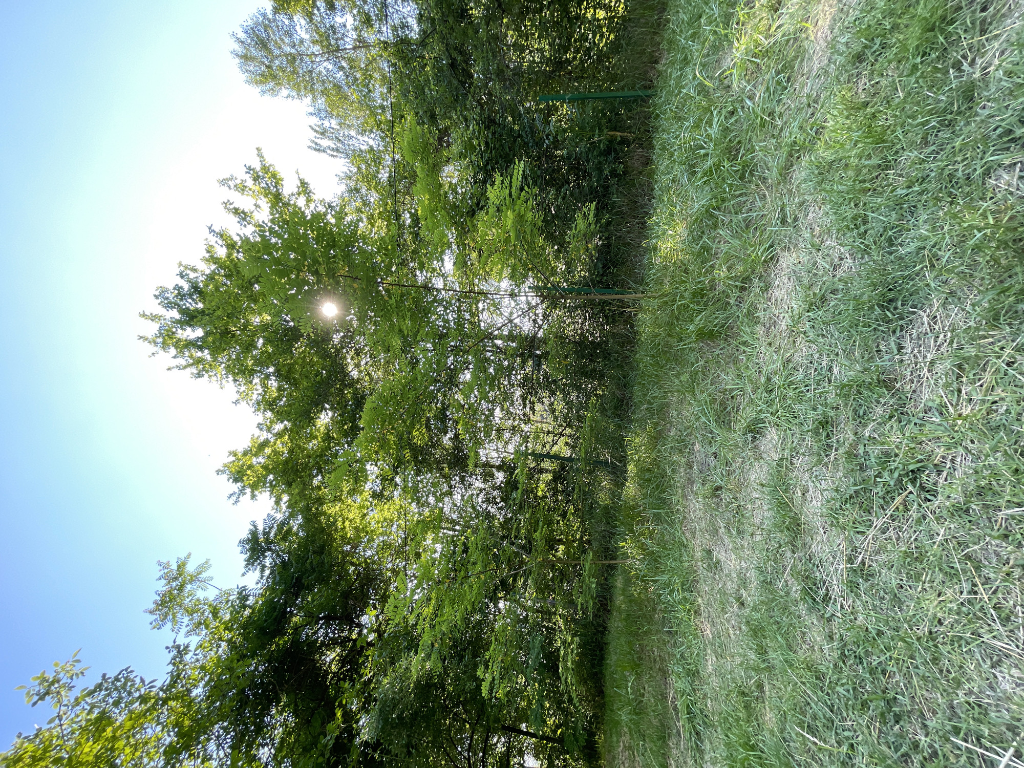 The scene is an outdoor natural environment located in the city of Sochi, Russia, captured under clear daylight. The upper portion of the image features a bright, light blue sky that fades to intense white towards the upper center-right, where the sun is partially visible through tree foliage. The sun appears as a brilliant, star-like burst of light, indicating strong illumination.
The midground and background are dominated by a dense line of trees and shrubs with vibrant green deciduous foliage. Sunlight filters through the leaves, creating patterns of dappled light and shadow throughout the vegetation. A slender, young tree with light green leaves stands prominently in the center midground, slightly separated from the denser tree line. Two thin, dark green vertical posts, consistent with fence posts, are visible in the midground, with a thin dark horizontal line, possibly a wire or fence, extending between them.
The foreground consists of a grassy area characterized by uneven growth. Patches of longer, verdant green grass are interspersed with shorter, drier, straw-like grass and bare ground. Bright patches of sunlight illuminate sections of the grass, contrasting with shaded areas. No people, animals, or active interactions are present in the frame.