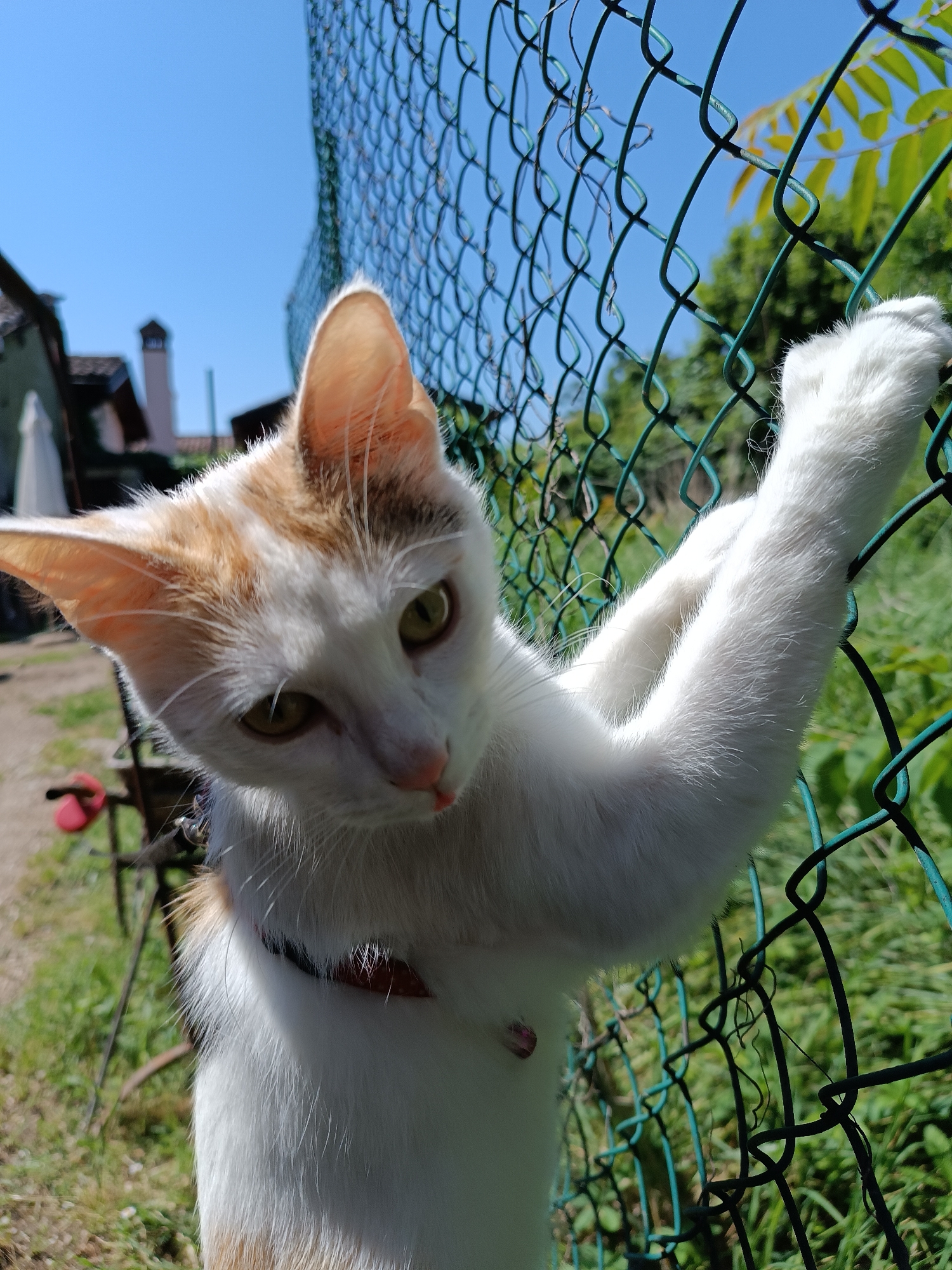 The image captures a medium-sized cat perched on a green chain-link fence. The cat is predominantly white with patches of orange fur on its head and back. It's wearing a collar. The cat has extended its white paws and is gripping the fence. The background consists of foliage and greenery, suggesting a yard or garden setting. The sky is visible in the upper left corner and is a clear blue. Beyond the fence and vegetation, glimpses of buildings are visible, suggesting a residential area. Based on the user's prompt, the location is Viadana, Italy.