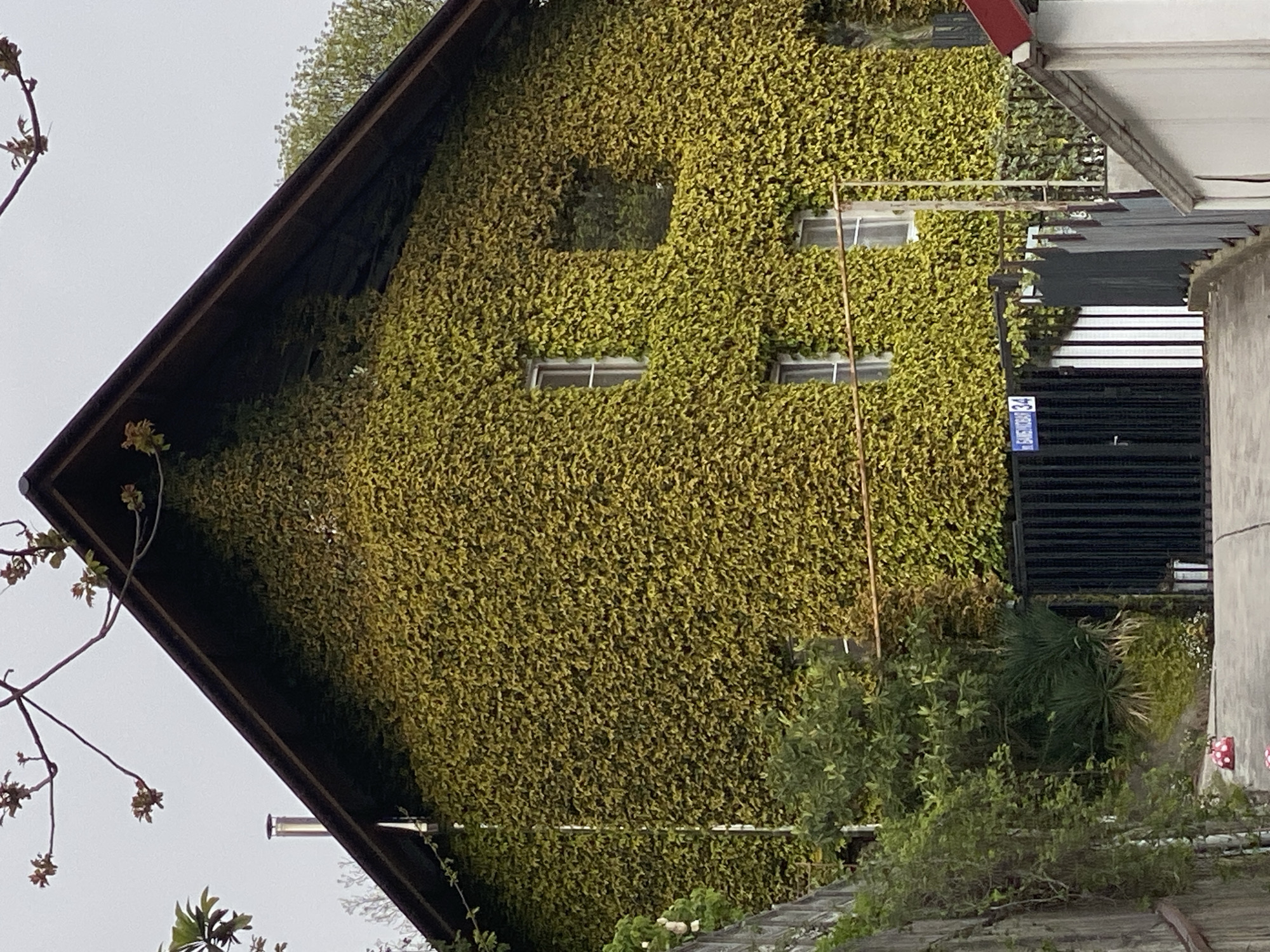 This media file captures an exterior view of a building in Sochi, Russia, heavily adorned with vibrant green ivy. The entire facade of a large, tall structure is covered in dense foliage, giving it an organic and lush appearance. A dark, sloped roofline is prominent along the left and top edges of the building.
Embedded within the ivy are several windows: one square window near the top center, and four rectangular windows distributed below it. A thin, light-colored pole or pipe runs vertically across the right side of the ivy-covered wall. To the right of this building, another structure is partially visible, featuring a lighter-colored roof or overhang and dark fencing with horizontal elements. Attached to this dark fencing is a small blue sign with white text, clearly displaying "МОРСКОЙ 34".
Various trees and bushes with green foliage are scattered throughout the foreground and around the buildings. Some bare branches with small buds are visible against the light, overcast sky in the bottom left. In the bottom right corner, a segment of a light-colored, possibly concrete pillar or wall can be seen, with two distinct red square objects attached to it. The scene is static, with no human activity or specific event taking place. The time of day appears to be daytime, under an overcast sky, indicated by the diffused light and absence of harsh shadows. The abundant greenery and "МОРСКОЙ" (Maritime) on the sign align with the coastal location of Sochi.