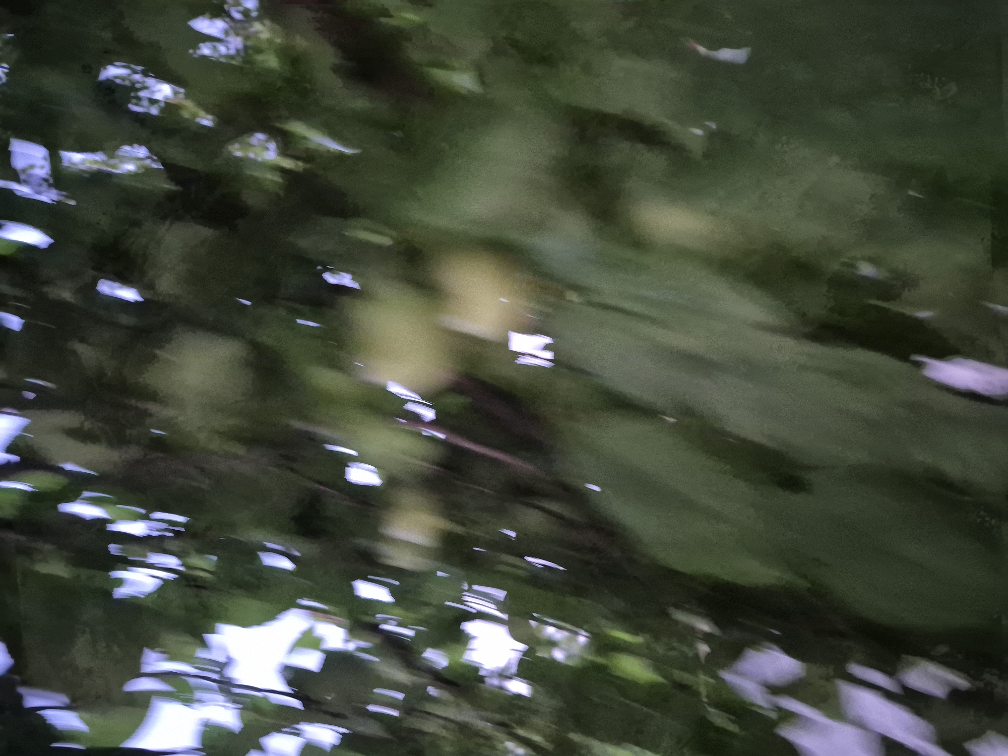 The image is an abstract, blurry depiction of foliage, likely taken outdoors. The dominant colors are various shades of green and some bright white or light purple highlights, suggesting sunlight filtering through leaves or a bright sky. There are no discernible people, subjects, or objects in focus. The lack of sharp detail makes it impossible to determine the specific type of vegetation or the surrounding environment. The image appears to have been captured with motion blur, possibly from camera shake or movement of the foliage. The setting is too indistinct to place it within a specific city or location; it is simply a natural, leafy scene.