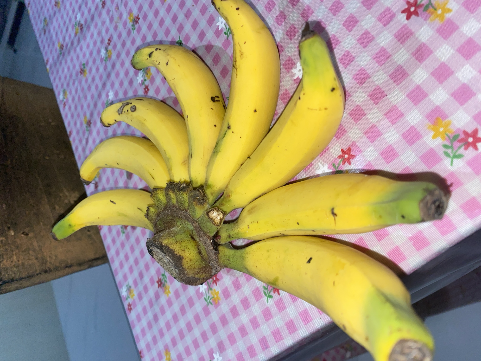 A bunch of yellow bananas with green tips is fanned out on a pink and white checkered tablecloth. The tablecloth is adorned with small floral patterns in red, yellow, and green. In the background, a dark, textured object and a blurred blue surface are visible. The scene appears to be an indoor setting, possibly a dining table or countertop. The lighting suggests it might be daytime with artificial light contributing to the overall illumination. The composition is focused on the bananas, with the background out of focus.