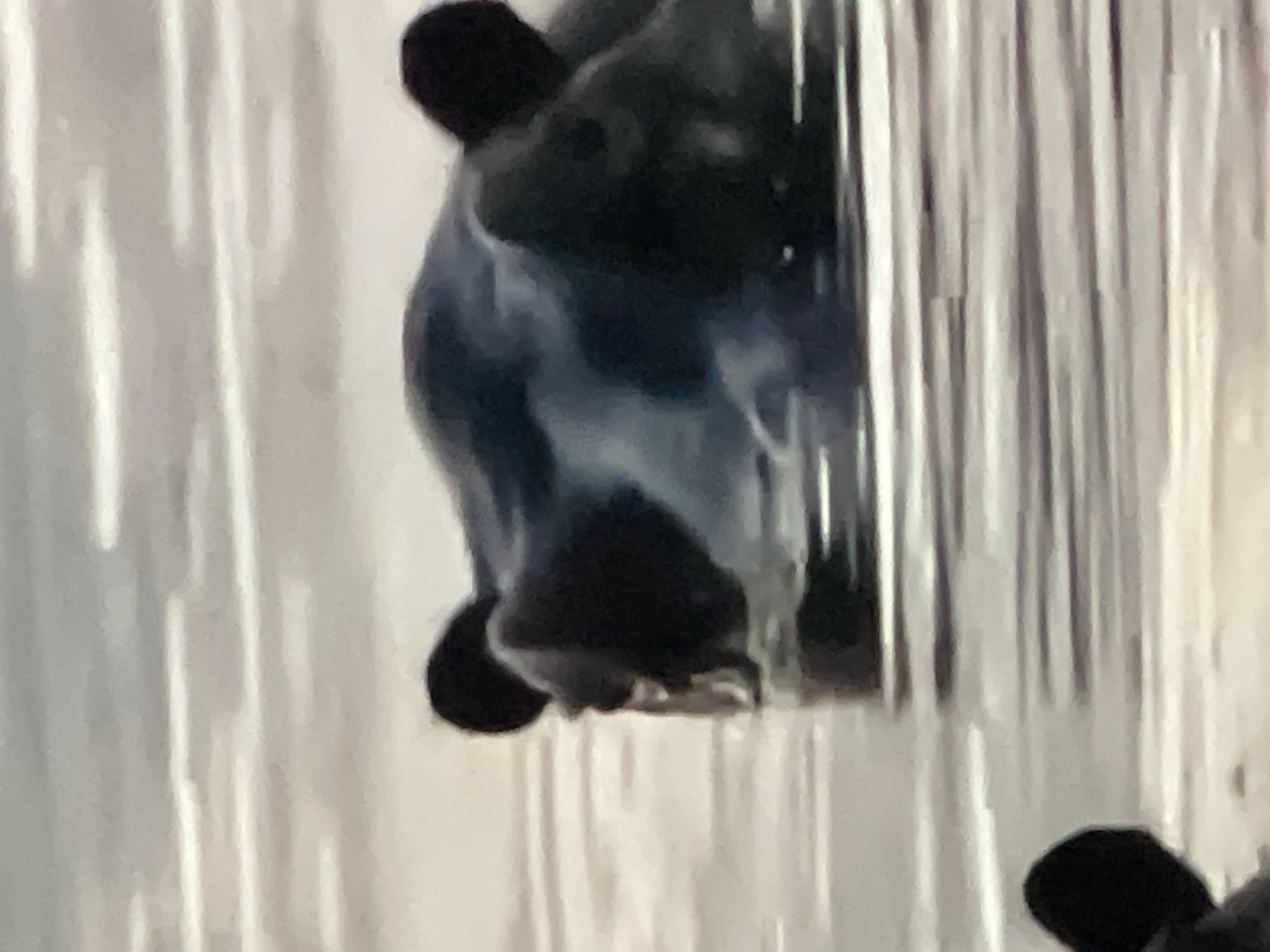 The image shows a dark-colored animal partially submerged in water, with its head and back visible above the surface. The water appears to be calm with some horizontal lines suggesting ripples or reflections. Two dark, rounded shapes that appear to be ears are prominent on the animal's head. The animal's body is sleek and dark, with some lighter patches that might be reflections or wet fur. The environment is aquatic, with the water covering most of the visible area. The scene is not identifiable as being in Pattaya City, Thailand, or any specific city.