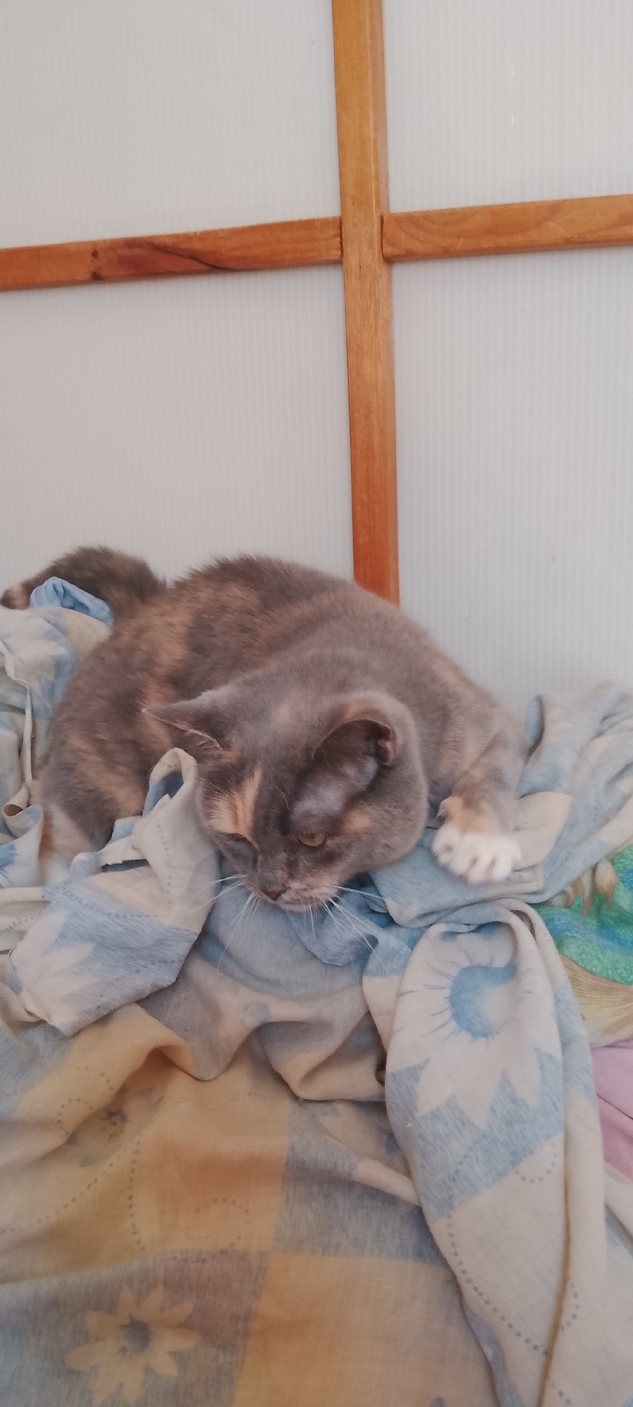 A tortoiseshell cat is lying on a crumpled patterned blanket. The blanket has a checkered pattern with blue and yellow squares and floral designs. The cat is resting its head on the blanket, with its eyes closed. In the background, there is a white wall with vertical ridges and a wooden frame made of two thin planks forming a cross. The lighting appears to be natural, coming from the front. The image is taken from a slightly elevated angle.