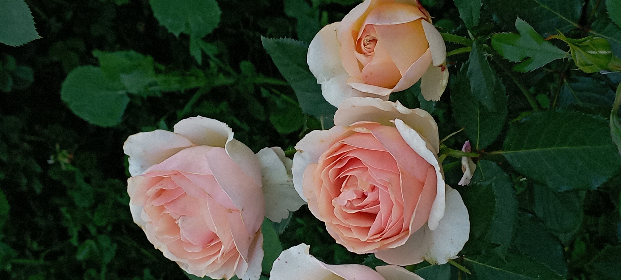 A close-up, vertical shot captures three light pink roses against a dark, blurred background of green foliage. The roses exhibit a soft, layered petal structure and are in various stages of bloom. The rose in the upper left is mostly open with delicate, pale pink petals. The central rose, positioned slightly lower and to the left, is fully open, revealing tightly packed, vibrant pink inner petals with lighter pink outer edges. To the right and slightly lower than the central rose is a third rose, which is partially open, displaying peachy-pink petals. The background is composed of deep green leaves, suggesting an outdoor garden setting. The lighting is soft, highlighting the subtle color variations and textures of the rose petals. No people or specific landmarks are visible, so the location in Radisne, Ukraine, cannot be determined from the image alone.