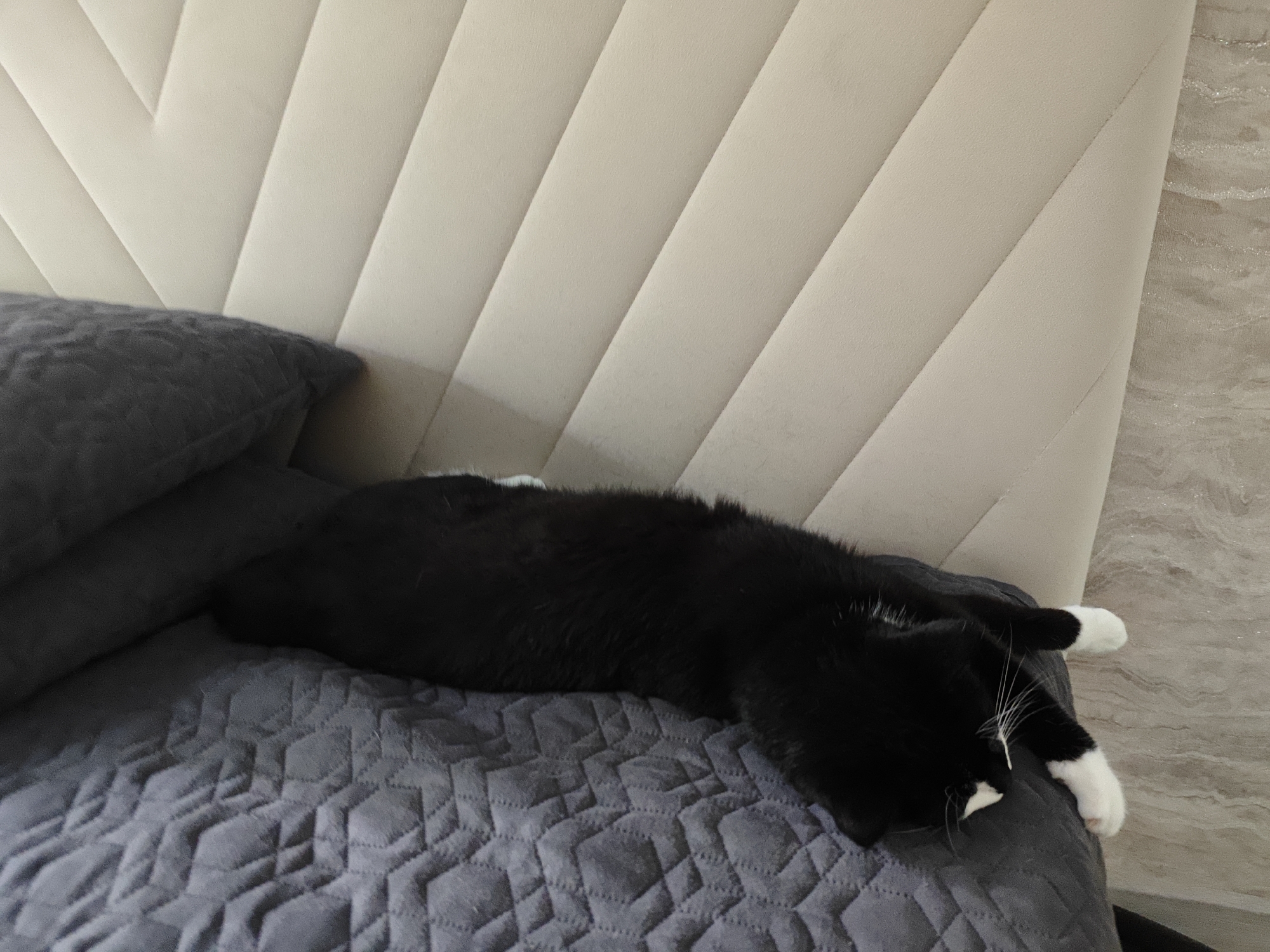 A black and white cat is sleeping on a gray quilted blanket, which is on a bed. The headboard of the bed is a light beige, upholstered with diagonal stitching. A dark gray pillow is visible to the left of the cat. The image appears to be taken indoors, likely in a bedroom. There is no information in the image that indicates the location within Borovsk, Russia.