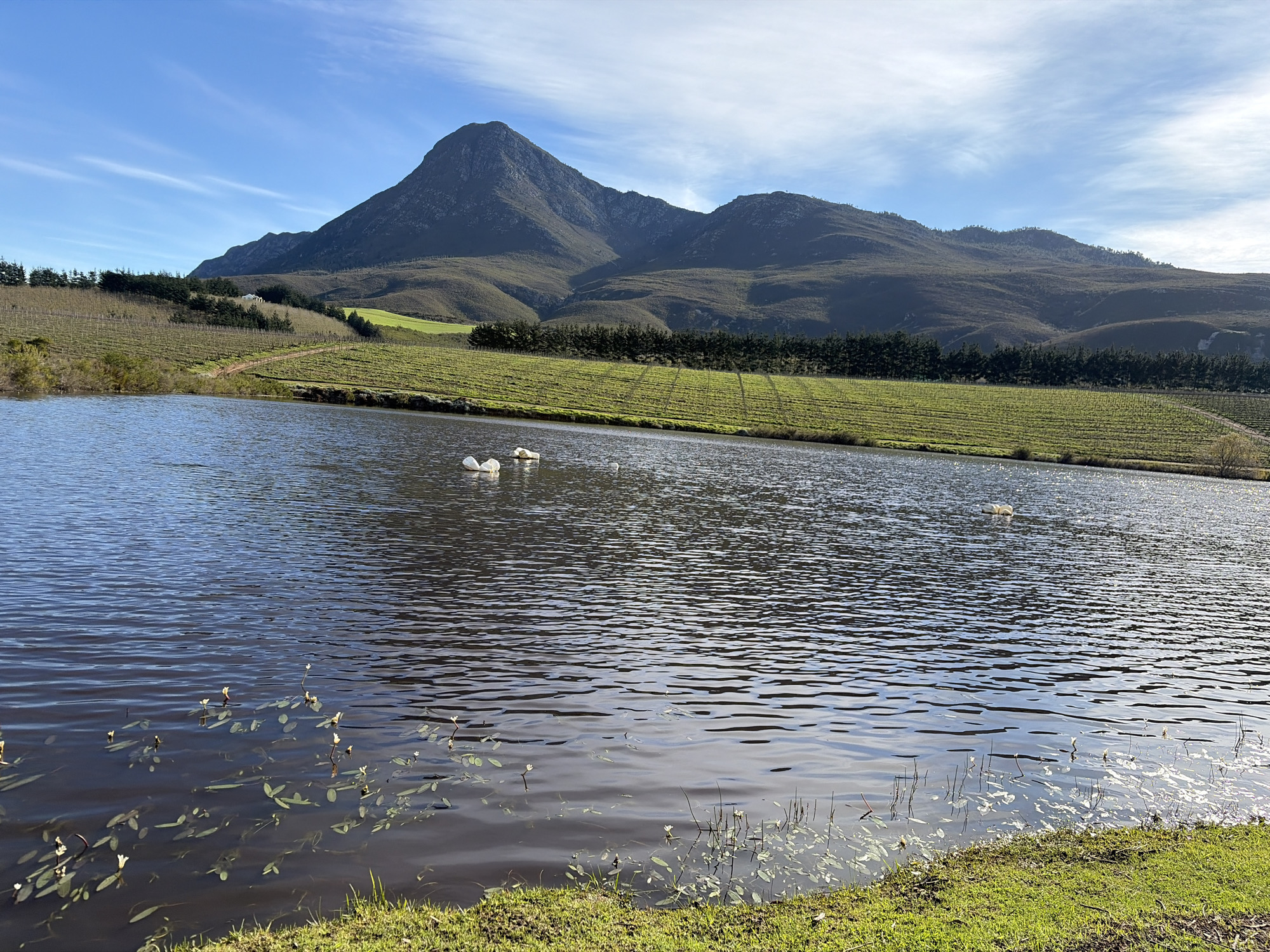 A wide shot captures a tranquil scene in Theewaterskloof Nu, South Africa, dominated by a calm body of water in the foreground and a majestic mountain range in the background. The water, reflecting the bright blue sky with scattered white clouds, is dotted with aquatic plants and a few white swans. The middle ground features neatly arranged vineyards stretching across a green hillside, bordered by a line of dark green trees. A dirt path winds through the vineyards. The mountain range, covered in green vegetation and exhibiting rugged terrain, forms a dramatic backdrop against the clear sky. The overall impression is one of natural beauty and peaceful agricultural landscape.