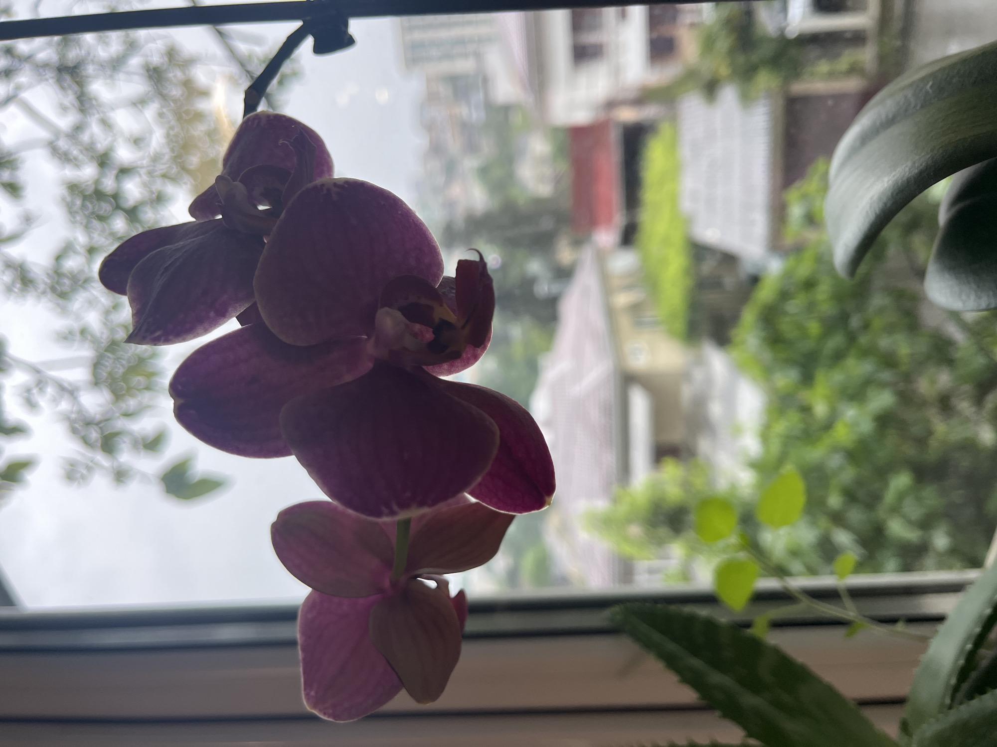 A close-up shot shows a blooming orchid in front of a window. The orchid features vibrant pink petals. The background is a blurred cityscape. The buildings appear to be residential structures, some with red roofs, suggesting a European-style setting. Green foliage is also visible, indicating a possibly vegetated or garden area. The window frame is white. The blurred buildings could be Sochi, Russia, but confirmation would require additional context or visual cues.