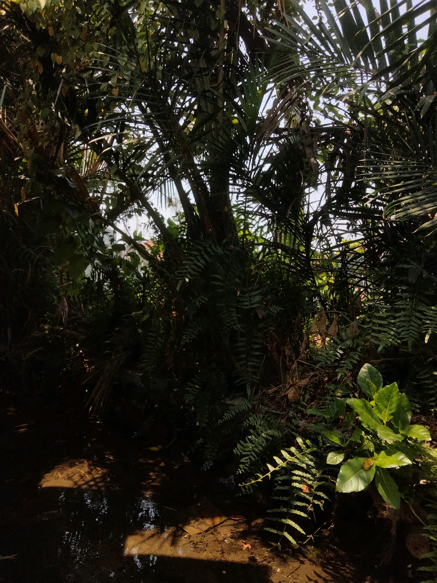 The image depicts a dense, overgrown natural environment with abundant foliage. Sunlight filters through the leaves, casting shadows on the ground, which appears to be damp and possibly muddy with reflections. The vegetation includes palm fronds, ferns, and broad-leafed plants, creating a layered canopy. The scene suggests a wild or untamed area, possibly a neglected garden, a park, or a natural reserve. The specific location in Merakurak, Indonesia, points to a tropical or subtropical climate, which is consistent with the lush greenery visible. There are no people or animals present in the frame. The overall impression is one of natural growth and diffused light.