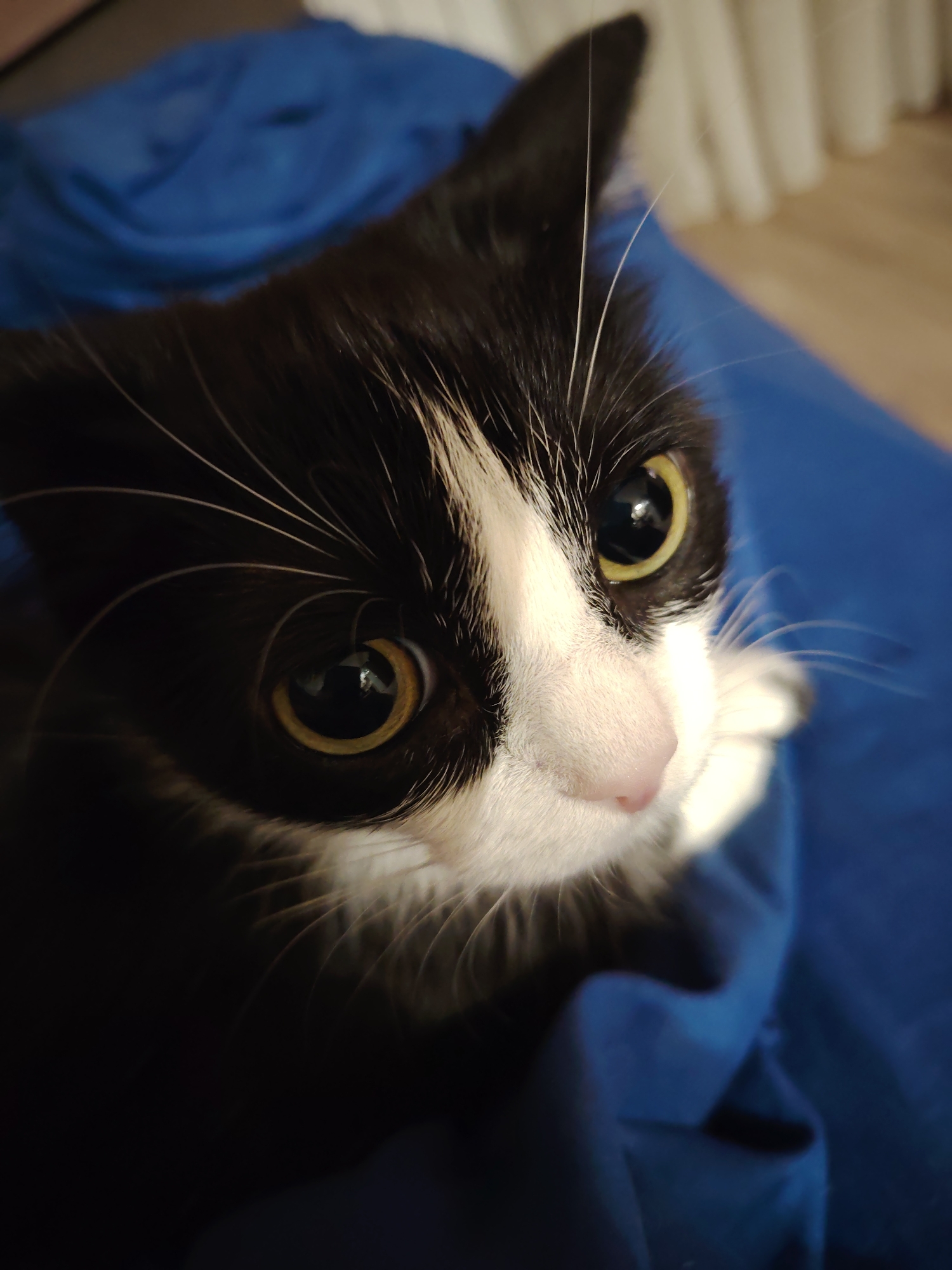 A close-up, high-angle shot shows a black and white cat with large, round, yellow-rimmed eyes. The cat is positioned on a blue surface. Its head is tilted upward, giving it an inquisitive appearance. The cat has a pink nose. The background is blurred, but appears to be a room. The location is unknown.