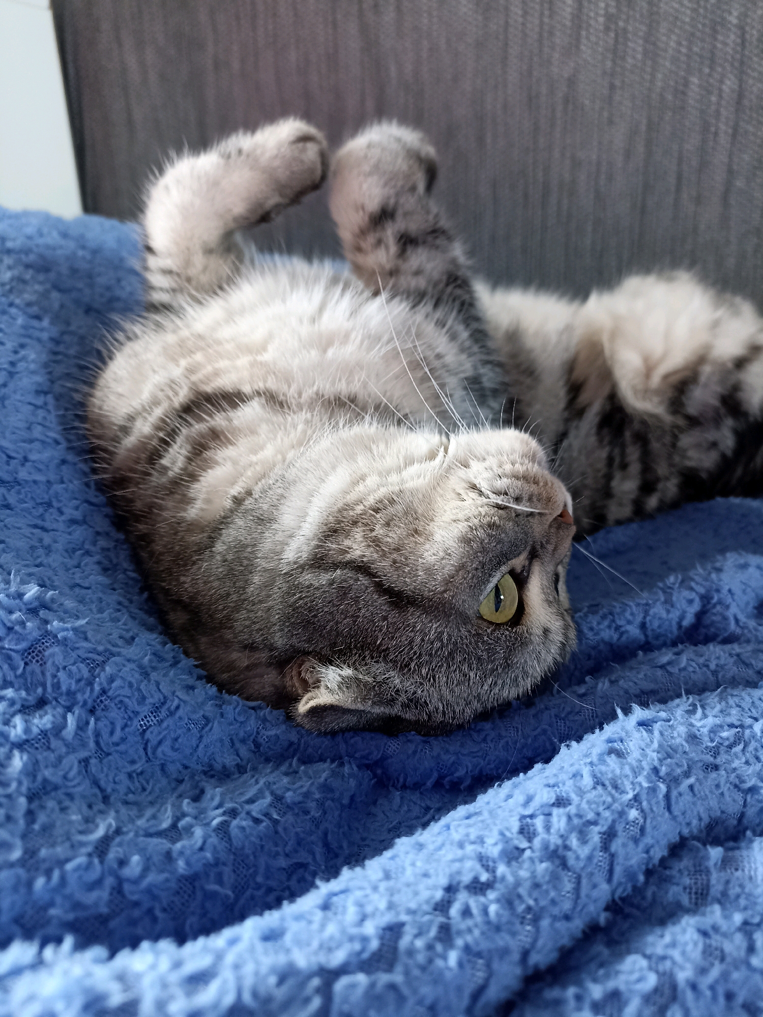 A close-up, eye-level shot shows a gray tabby cat lying on its back on a blue, textured blanket. The cat's belly is exposed, and its front paws are raised in the air. The cat's head is turned to the right, and its green eyes are open and looking slightly upwards. The cat's fur has dark gray stripes against a lighter gray background. The blanket appears to be a soft, fluffy material with a visible weave pattern. The background is out of focus and appears to be a dark gray, possibly upholstered furniture. There is no indication of a specific location in Novosibirsk, Russia, or any human presence in the image.