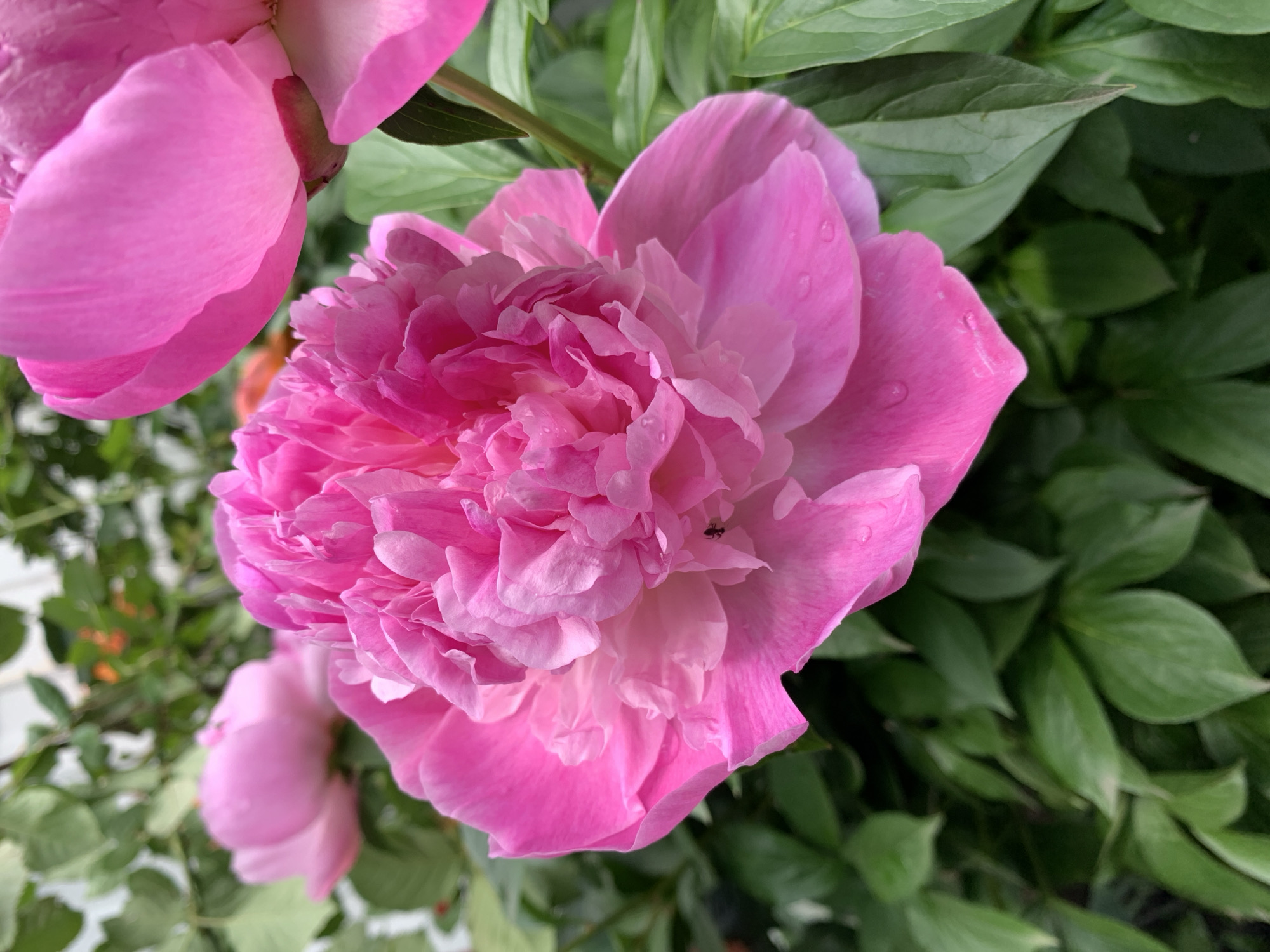 A high-angle, close-up shot features a fully blooming, pink peony flower with visible water droplets on its petals. The central cluster of petals is densely packed and layered, creating a textured effect, while the surrounding outer petals are larger and smoother. To the upper left, another peony flower is partially visible. The background is filled with green leaves, some glossy, which provide a contrasting backdrop to the flower. A small insect is seen on one of the petals. The setting is outdoors, with natural lighting. Location details of Unknown, Unknown, are unknown.
