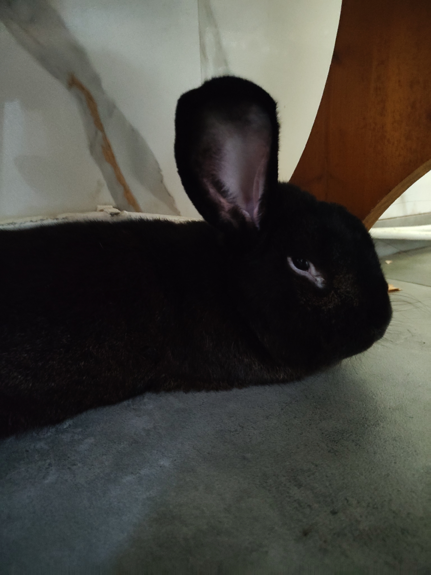 A black rabbit is lying on a gray concrete floor indoors. The rabbit's head is facing to the right, with its ears upright and one eye visible. The background features a light-colored wall with a vertical brown stripe and a curved brown wooden structure. The scene is captured from a close-up, eye-level perspective. There is no indication of the city of Dobiegniew, Poland.