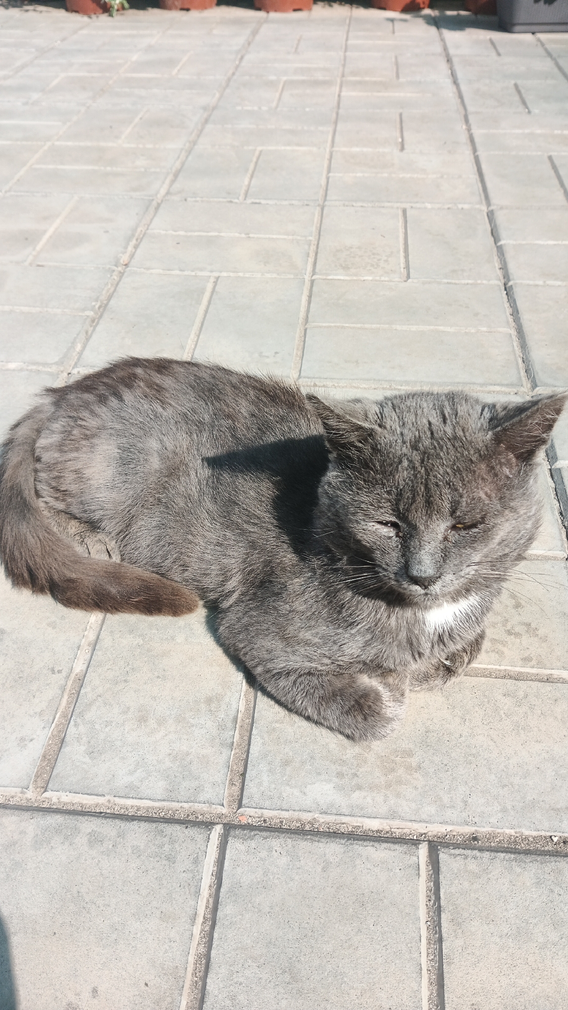 A medium shot shows a gray cat lying on its side on a paved outdoor surface, likely a sidewalk or patio, in the city of Kryvyi Rih, Ukraine. The cat is facing towards the right of the frame, with its eyes mostly closed, appearing to be resting or sleeping in the sunlight. Its fur is short and appears somewhat matted in places. There is a small patch of white fur on its chest. The paved surface is made of rectangular concrete tiles arranged in a pattern. In the upper portion of the image, out of focus, are several brown terracotta pots, suggesting a garden or planted area. A shadow falls across the cat and the paving stones from an unseen object. The overall lighting indicates a bright, sunny day.