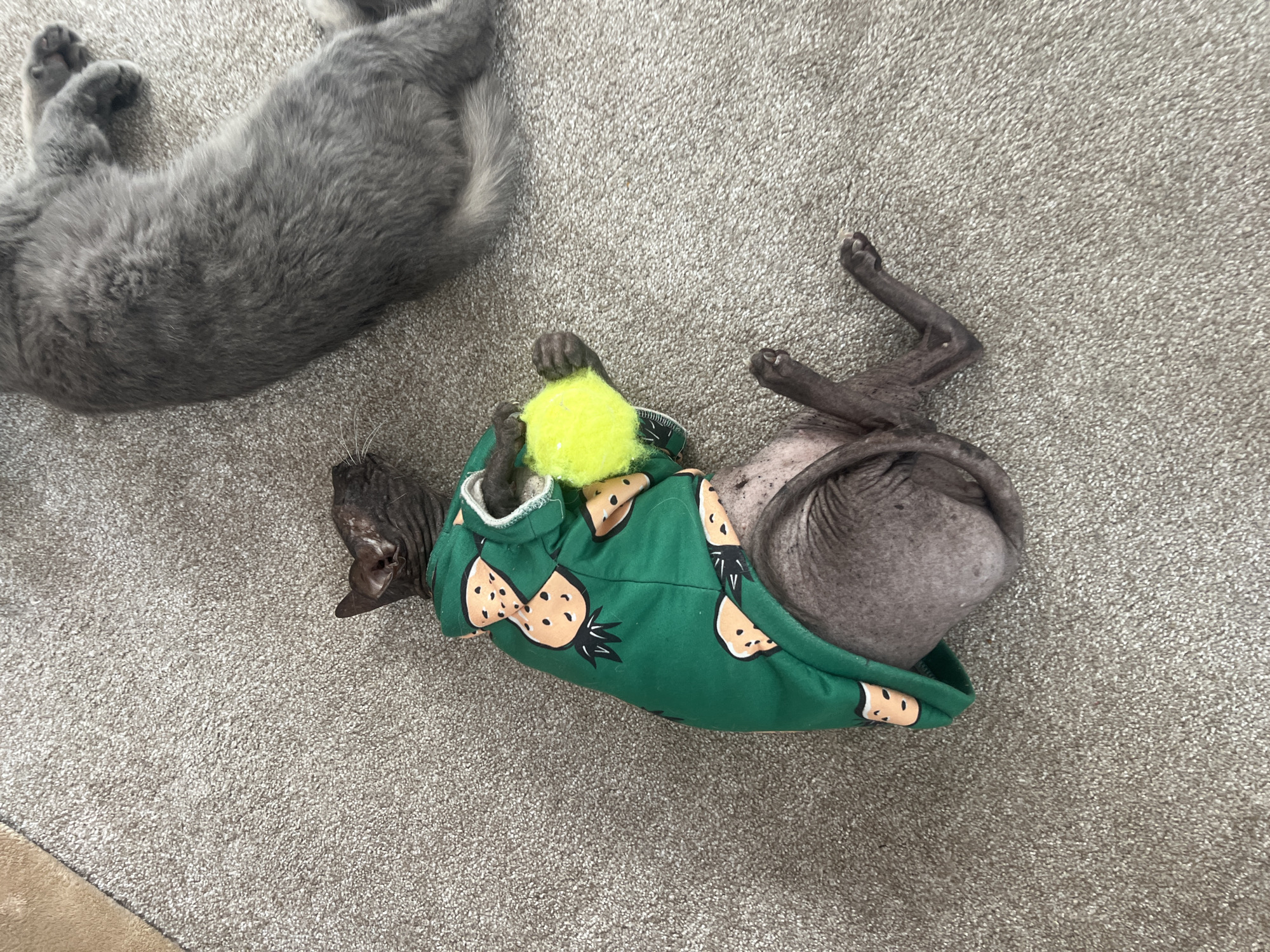 A Sphynx cat wearing a green shirt with a strawberry pattern lies on its back on a textured carpet, holding a yellow tennis ball in its paws. To the right, another gray cat rests on its side. The scene appears to be an indoor environment. There is no indication of the location being in Votkinsk, Russia.