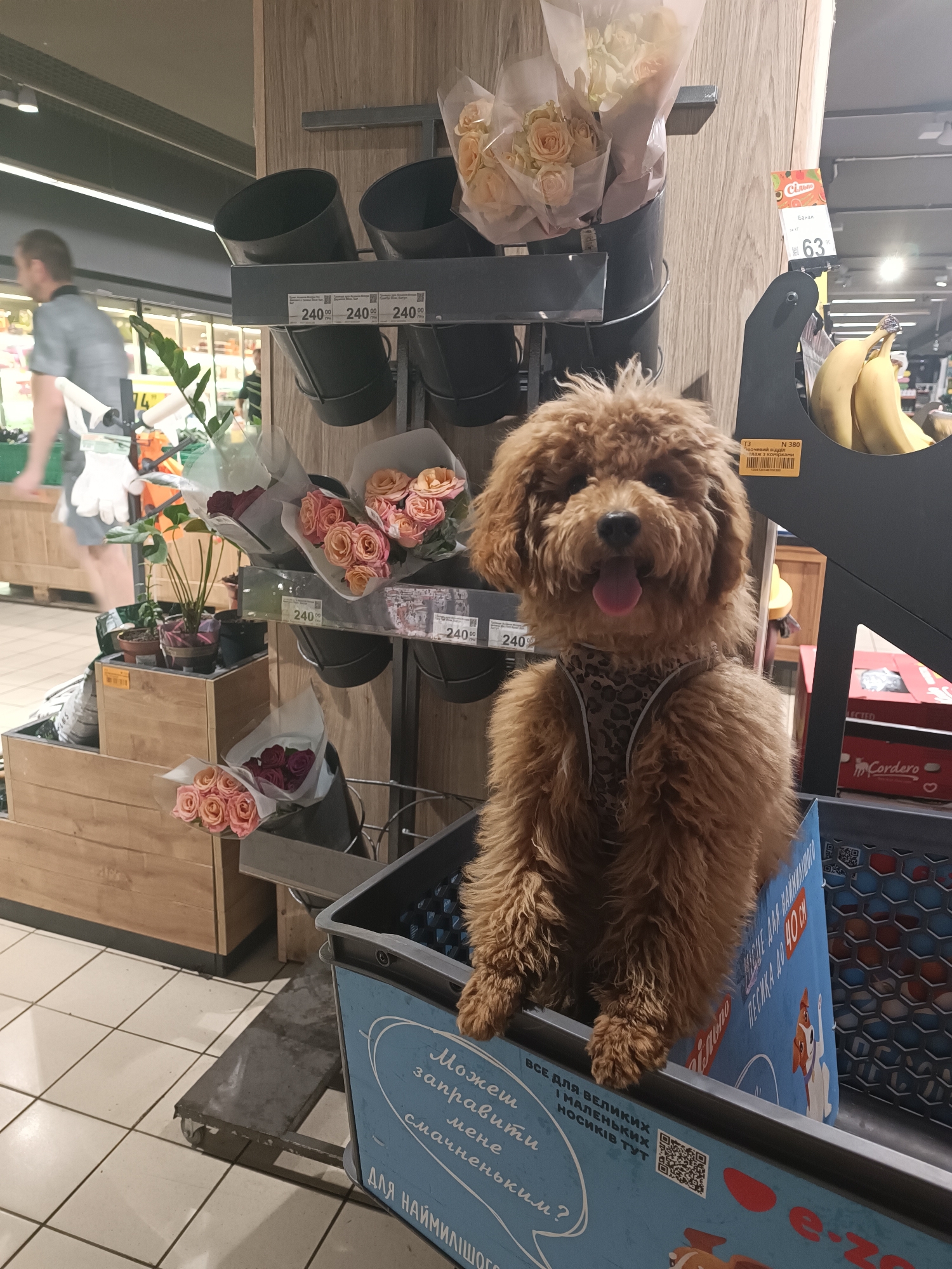 A medium-sized, fluffy, brown poodle-mix dog wearing a leopard-print harness is sitting in a blue shopping cart in what appears to be a grocery store. The dog is facing forward with its tongue out and appears happy. Behind the dog, there are displays of flowers in buckets, some with prices of 240.00. Further back, a man in a gray t-shirt and white shorts is blurred in motion, pushing a cart or basket. Bananas are visible on a display to the right. The floor is tiled. The shopping cart has blue text and graphics on its side.