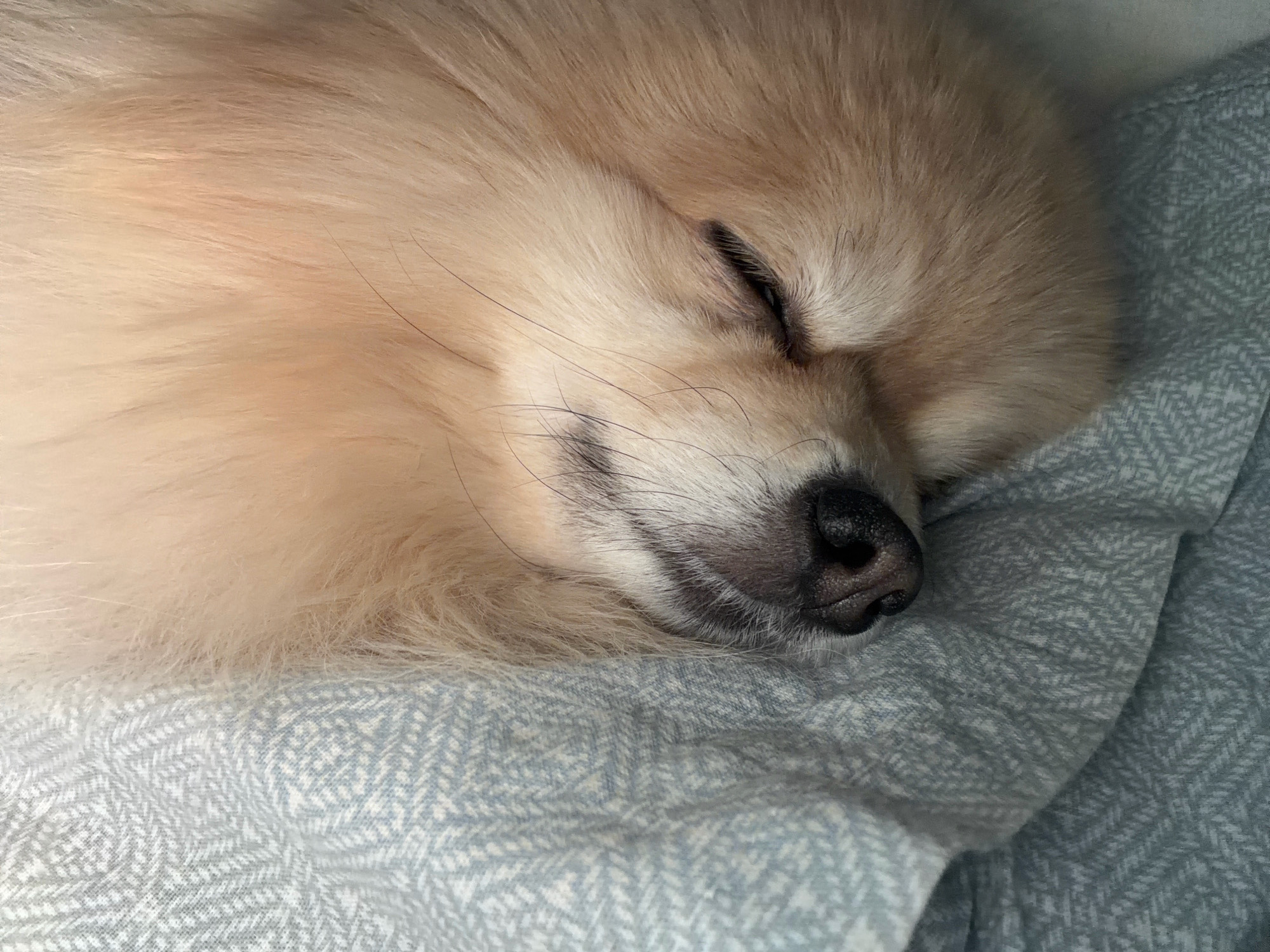 A close-up, eye-level shot shows a Pomeranian dog sleeping soundly on a light blue, patterned blanket. The dog's fur is light cream or tan, and its eyes are closed with dark eyelashes visible. The dog's black nose and muzzle are also visible, resting on the blanket. The blanket has a small herringbone pattern in white and blue. The lighting is soft and natural, suggesting an indoor setting. There is no indication of the city of Tbilisi, Georgia, or any urban environment in the image.