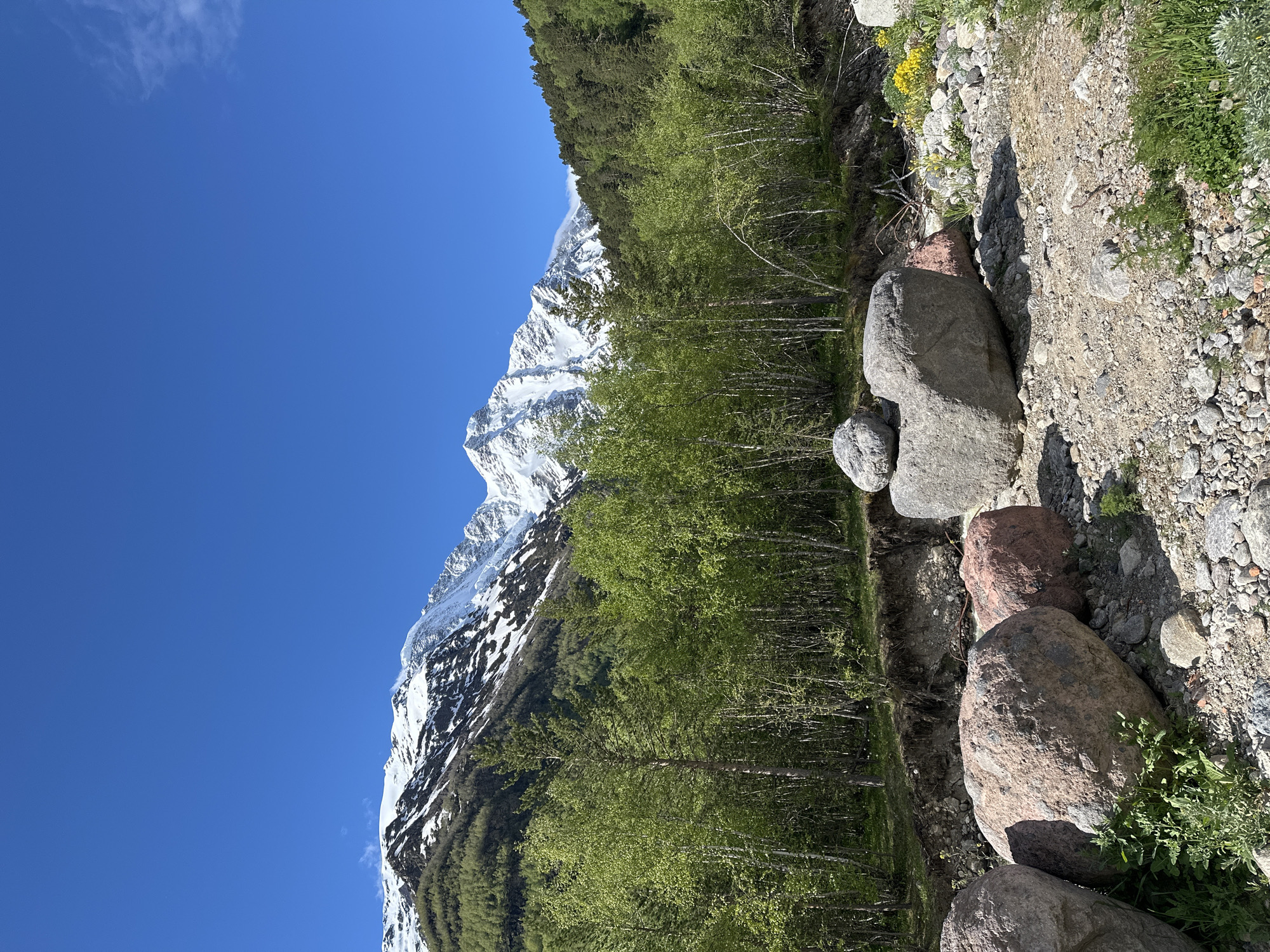 A wide-angle, eye-level outdoor photograph captures a natural mountain landscape under a clear blue sky in Terskol, Russia. The scene is dominated by a towering, snow-capped mountain range that fills the upper left portion of the frame. The lower slopes of the mountains are covered in a lush, vibrant green forest, comprised primarily of deciduous trees with new, bright green leaves, and interspersed with some evergreen trees. A few tall, slender pine trees stand out in the foreground of the forest.
In the foreground, a rocky riverbed is visible, strewn with numerous large boulders of various sizes and colors, including pinkish-gray and dark gray granite. Some smaller rocks and pebbles also cover the ground. Patches of green grass and small yellow wildflowers are scattered among the rocks. The terrain slopes upward from the riverbed towards the forest.
The image depicts a serene, undeveloped natural environment, likely a national park or mountainous region, characterized by its dramatic geological features and verdant vegetation. There are no people or man-made structures visible in the frame.