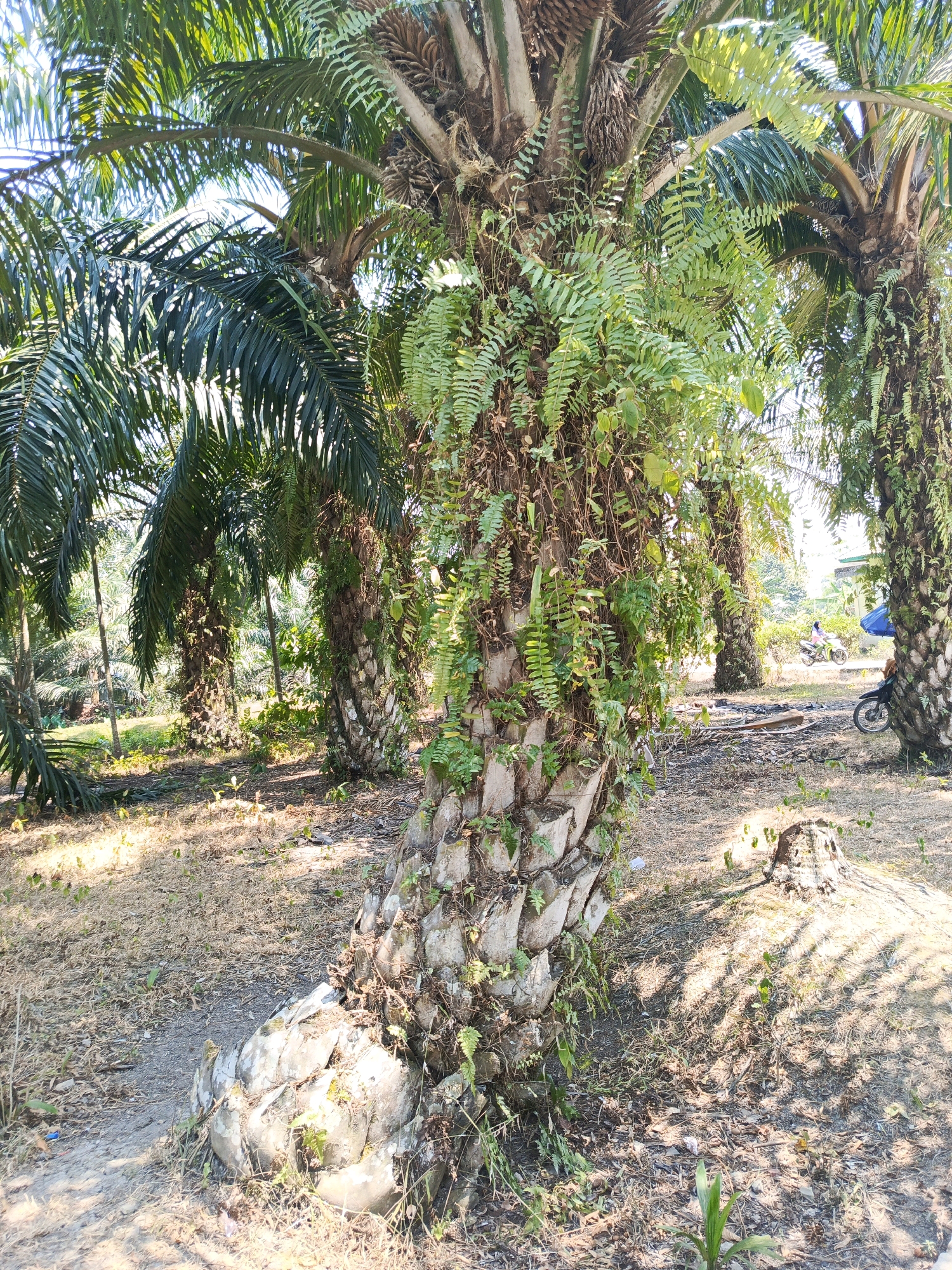 In Megang Sakti V, Indonesia, a close-up shot focuses on the trunk of a palm tree heavily laden with epiphytic ferns. The tree's base is thick and gnarled, with a large, exposed root system. Beyond this foreground subject, a plantation of similar palm trees stretches into the background under a clear, bright sky, casting dappled shadows on the dry, grassy ground. In the mid-ground, a motorbike and a person on another motorbike are visible, suggesting human activity within the plantation. The scene depicts a typical rural landscape characterized by agricultural land and the natural growth of tropical vegetation.