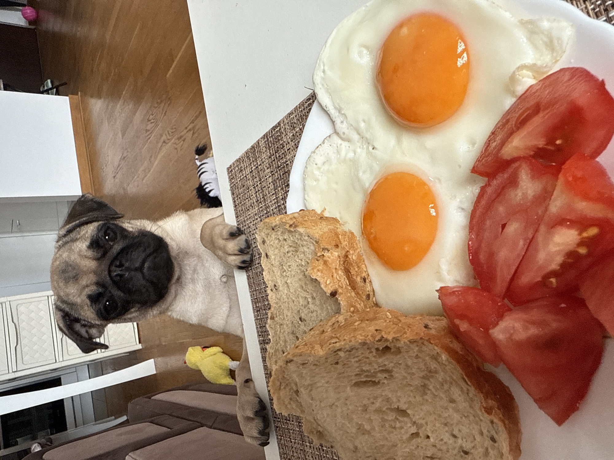 An adorable pug puppy with a fawn-colored coat and a black mask peers over a white table at a plate of breakfast. The puppy's front paws rest on the table. In the foreground, the plate holds two sunny-side-up eggs with bright orange yolks, several slices of ripe red tomato, and two slices of whole-wheat bread. Behind the puppy, a yellow toy duck and a zebra-striped toy are visible. The background shows a wooden floor and a white dresser or cabinet. The scene appears to be indoors, possibly in a dining area.