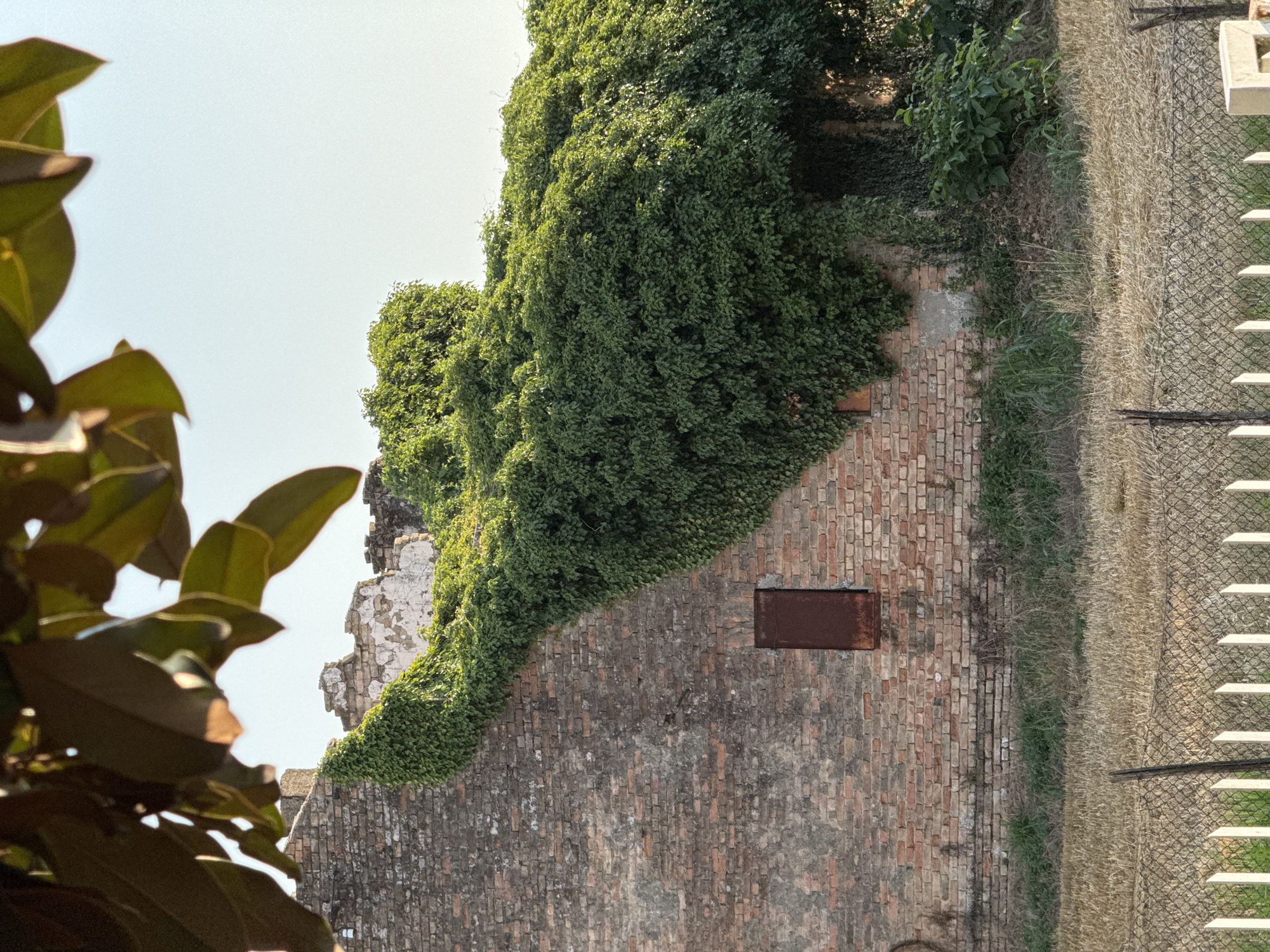 The image depicts a weathered brick wall overgrown with lush green ivy, set against a clear, bright sky. The wall appears to be part of an old structure, with some sections showing signs of decay and exposed plaster. A small, rectangular, rusty metal panel is affixed to the brickwork. To the left of the wall, the dark green leaves of a plant, possibly a magnolia, are partially visible in the foreground, creating a sense of depth and framing the scene. To the right of the wall, a narrow strip of dry grass and vegetation borders a wire fence with white horizontal slats. The fence suggests the presence of a property boundary or an overlook. The overall impression is one of nature reclaiming man-made structures, with the vibrant ivy contrasting with the aged brick. The lighting suggests it is daytime, with the sun high in the sky, casting gentle shadows. The scene is tranquil and evokes a sense of history and natural beauty. There is no visible text in the image.