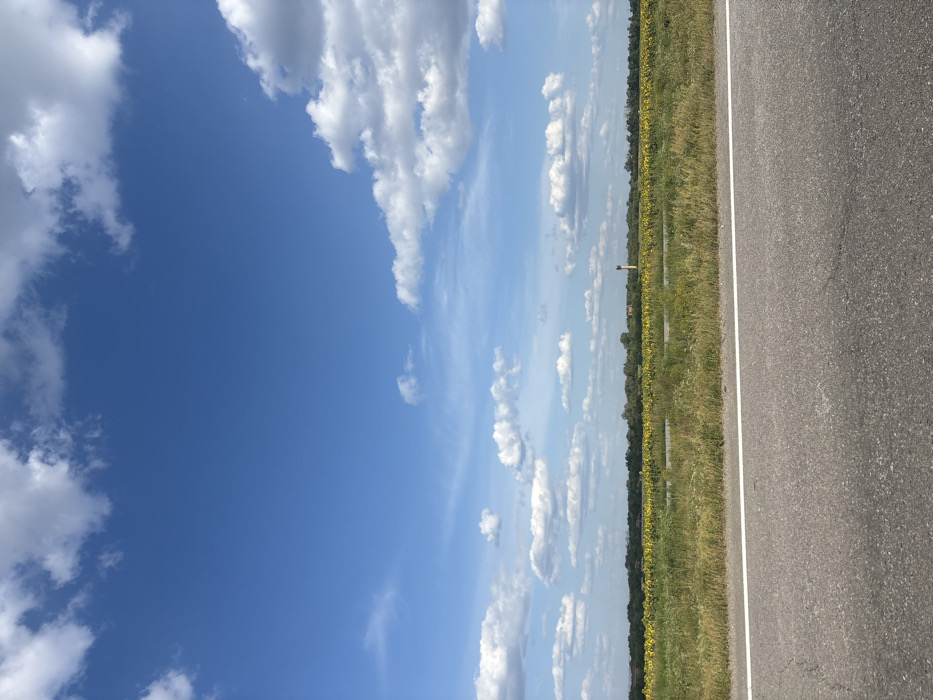An outdoor, wide shot depicts a rural landscape in Solonytsivka, Ukraine, under a clear blue sky with scattered white cumulus clouds. In the foreground, the lower quarter of the image features a grey asphalt road with a solid white edge line. Immediately beyond the road, a strip of uncultivated green and brown vegetation separates the pavement from a large field of yellow sunflowers that extends horizontally across the midground. In the distant background, a dense treeline forms the horizon. Above the treeline on the far right, a tall, slender, reddish-brown structure, possibly a water tower or industrial chimney, is visible. A smaller reddish roof of a building can be faintly discerned to the left of this structure within the treeline. No individuals, animals, or vehicles are present or in motion. The environment suggests daytime with fair weather conditions.