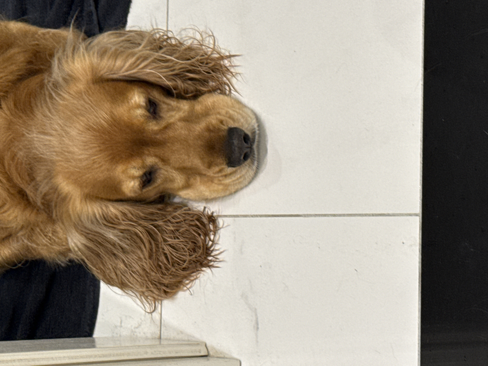 A medium shot of a brown dog lying on its stomach on a tiled floor. The dog's head is resting on the floor with its eyes looking down. The dog has long, wavy brown hair and floppy ears. The floor is white with light gray grout lines. A dark fabric is visible in the upper left corner of the image. The overall impression is of a domestic scene, possibly a home or an animal shelter.