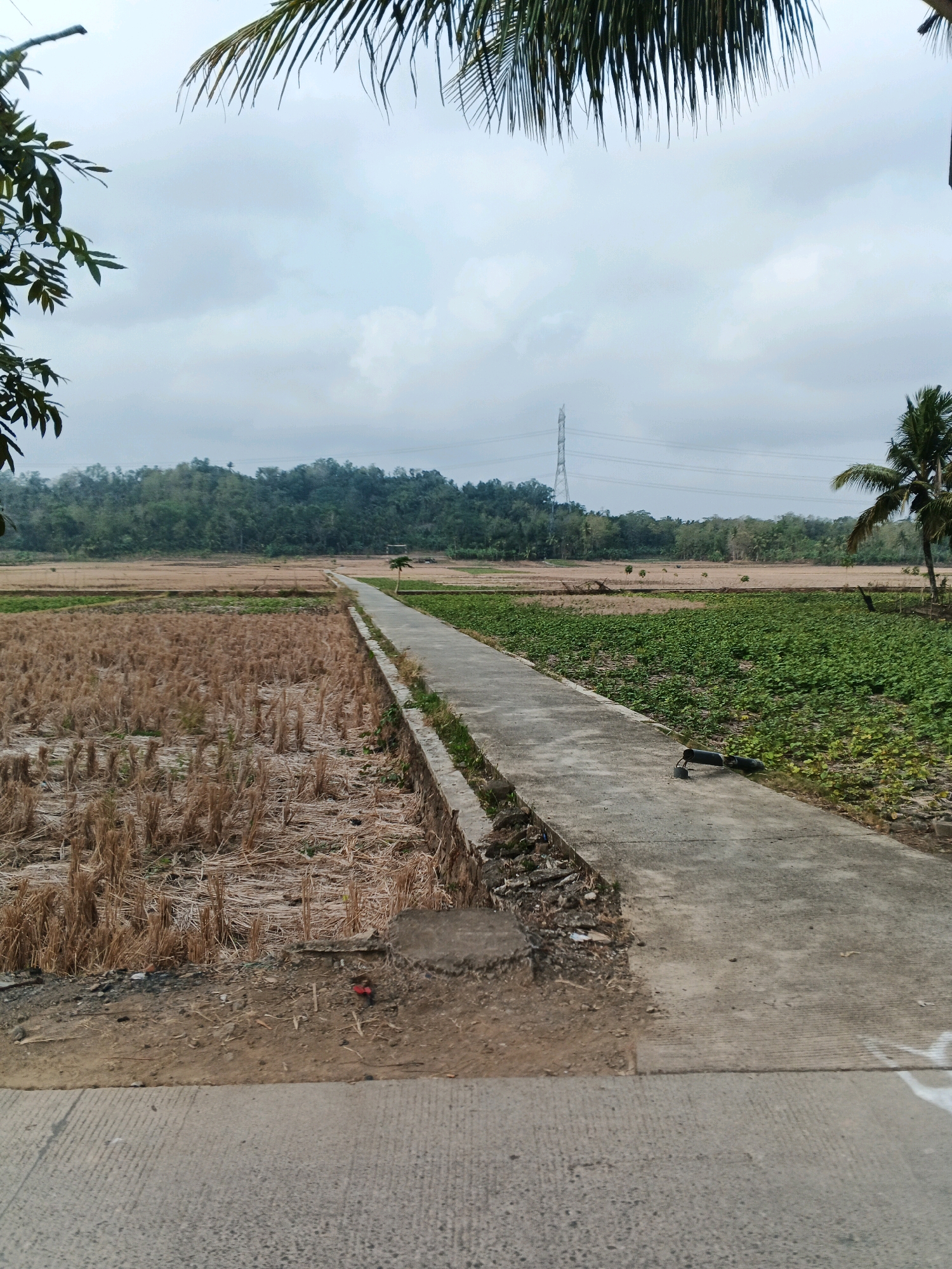 The image depicts an overcast sky above a rural landscape in Ciwuni, Indonesia. In the foreground, a concrete path runs diagonally from the bottom right towards the center, separating a field of dry, harvested stalks on the left from a field of green crops on the right. The field on the left appears to be rice paddies after harvest, characterized by stubble and dry earth. The field on the right is densely covered in lush green vegetation, possibly a different crop or a naturally occurring growth.
Further into the background, beyond the fields, a line of trees forms a dark green border against the lighter, cloudy sky. In the distance, a tall electrical transmission tower stands prominently against the horizon, with power lines extending from it. A single palm tree is visible to the right of the concrete path in the middle ground, and a few smaller trees are scattered in the distance.
The concrete path shows signs of wear and tear, with some debris and a damaged edge visible near the bottom of the frame. On the right side of the path, near the green field, a black object, possibly a hose or a piece of equipment, lies on the ground. The overall impression is one of a quiet, agricultural area under a subdued sky.