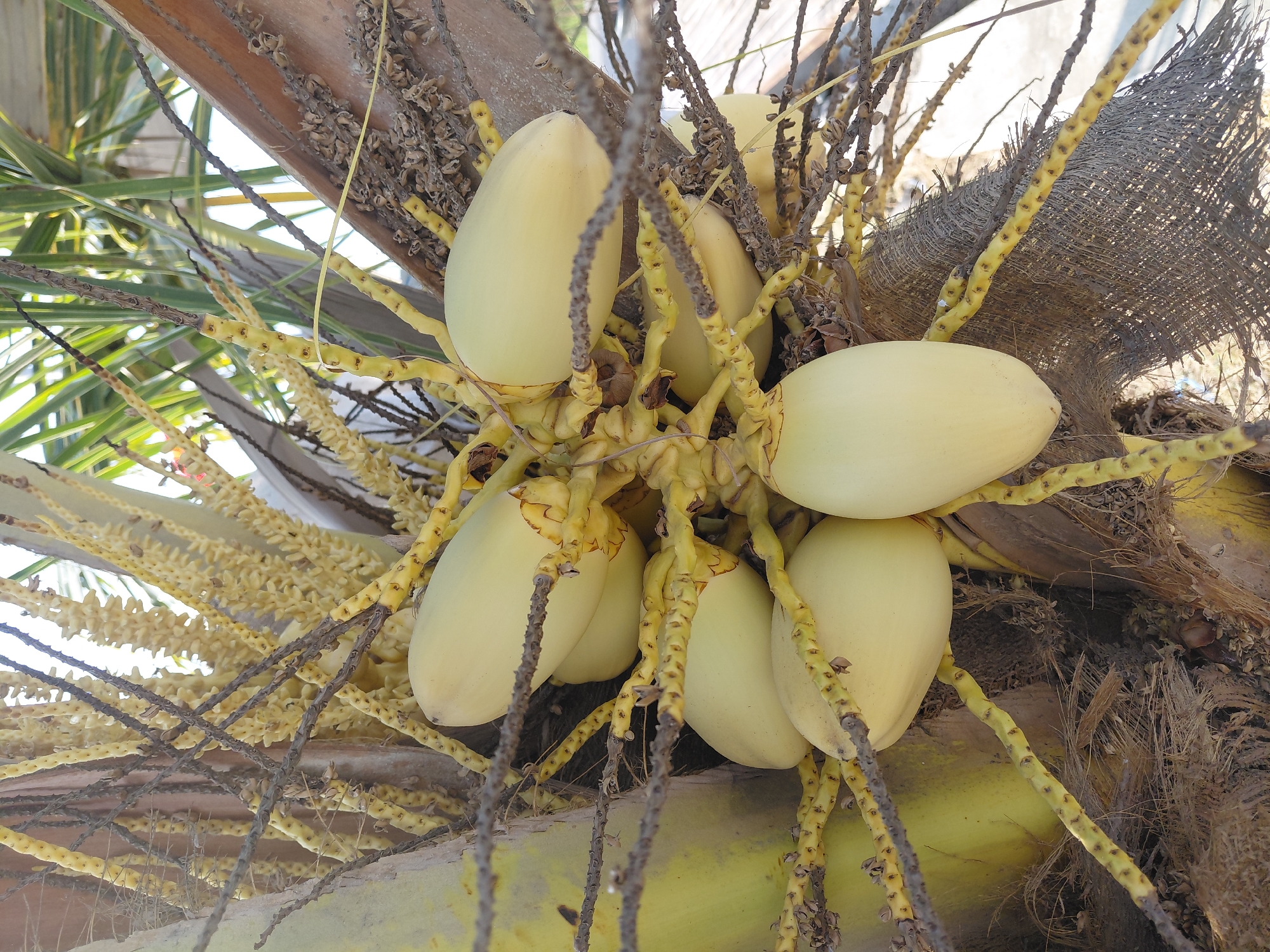 A close-up, eye-level shot displays a cluster of young, pale yellow coconuts still attached to a palm tree in Alas Tengah, Indonesia. The coconuts are grouped together on a thick, yellow stalk, with some of their characteristic hairy fibers visible at the base. Surrounding the coconuts are dried, brown flower stalks and the fibrous husk of the palm tree. In the background, the bright daylight illuminates palm fronds, suggesting an outdoor setting. The image focuses solely on the coconuts and their immediate surroundings, with no people or animals present.
