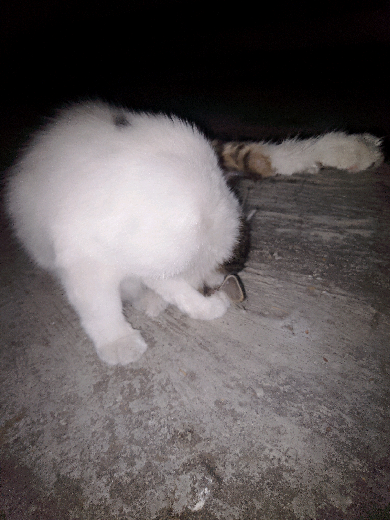 A white cat with tabby markings on its tail is grooming itself on a concrete surface in the city of Kalijambe, Indonesia. The background is dark, suggesting it is nighttime or a poorly lit area. The cat is in focus, and the concrete surface shows some texture and discoloration.