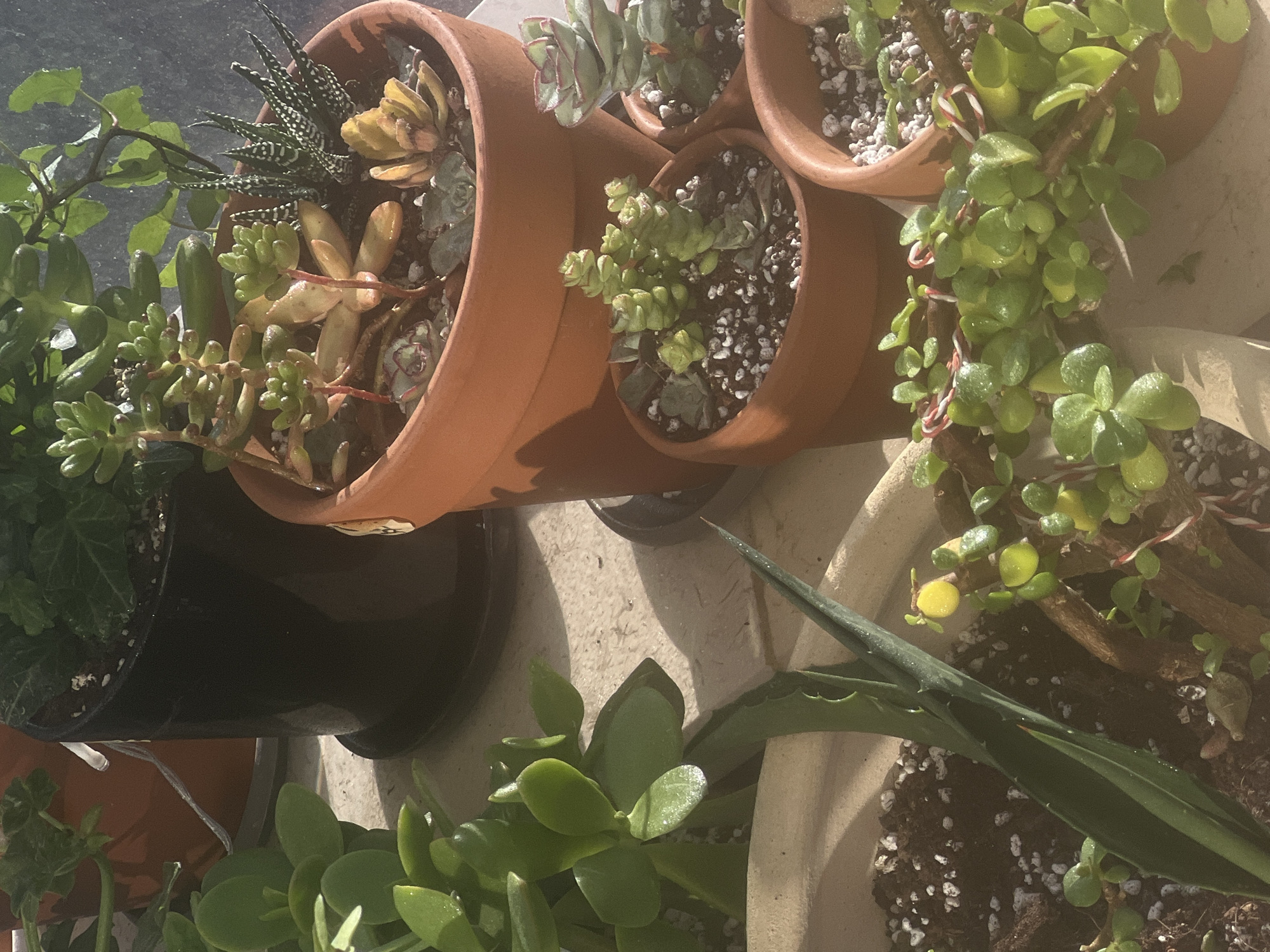 The image shows a collection of potted succulent plants, including Haworthia, Sedum, and Jade plant, arranged outdoors in natural sunlight. The pots vary in size and material, including terracotta and black plastic. The plants are situated on a concrete surface, likely a patio or balcony. The location is unknown, as there is no clear context to identify it. There are no people present in the image.