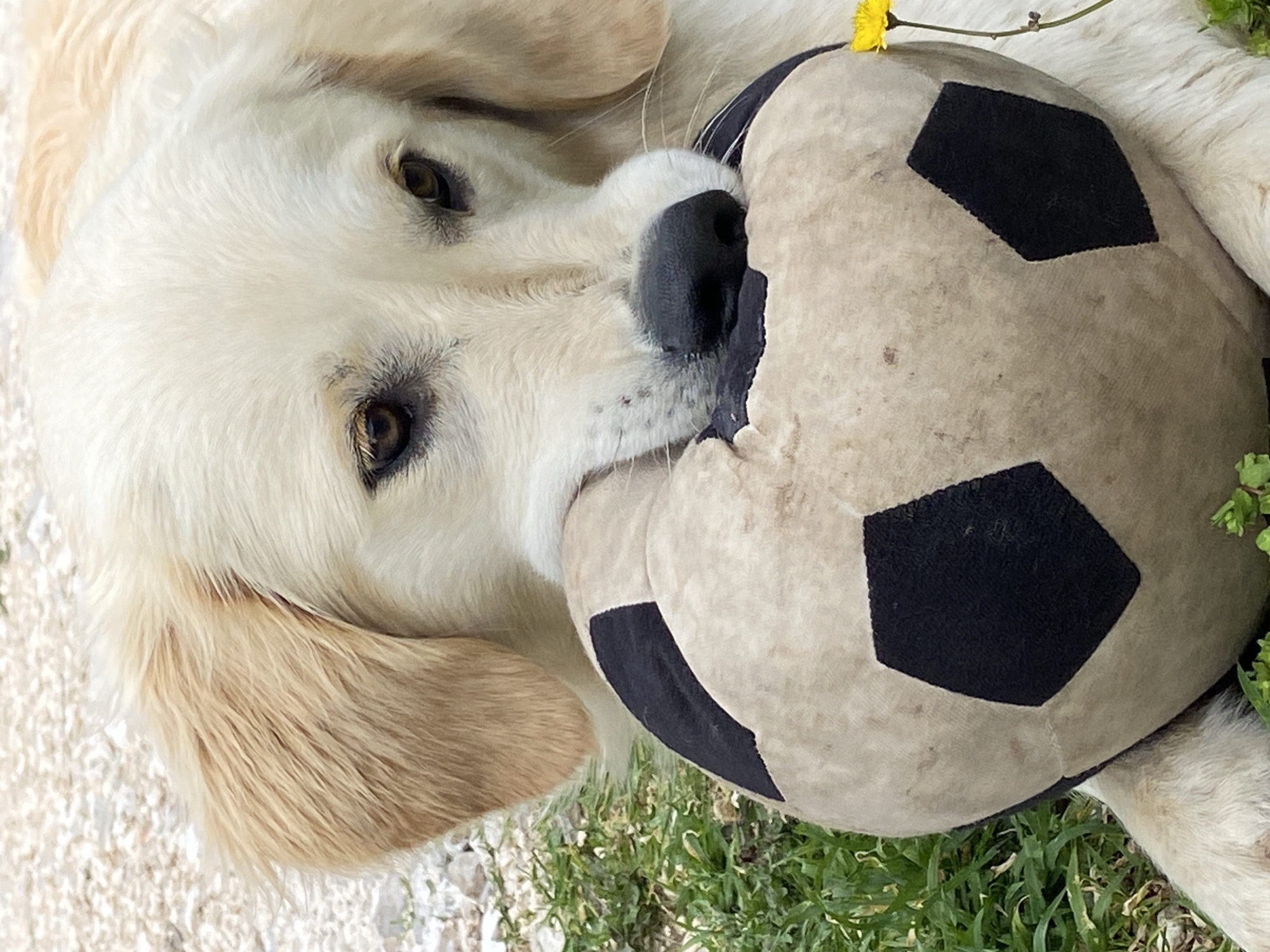 A light-furred golden retriever dog rests on a mix of pale gravel and green grass, its head turned towards the viewer. The dog clutches a plush soccer ball, partly obscuring its face. A single yellow dandelion flower peeks from behind the soccer ball. The location is not Krapina, Montenegro.