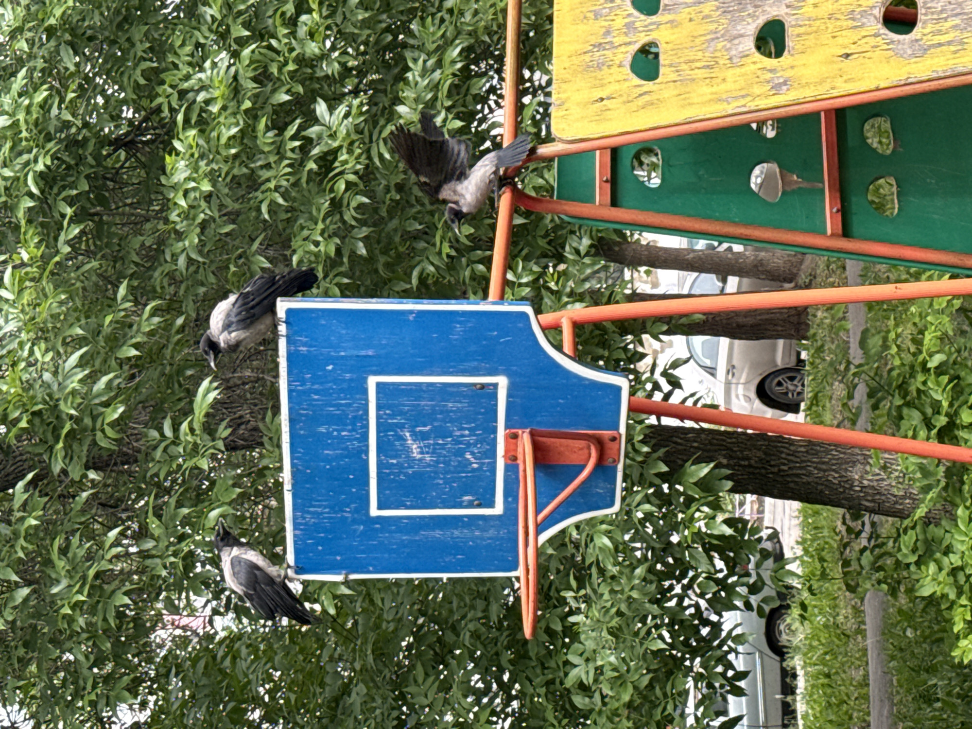 Three crows are perched on a blue basketball backboard attached to a playground structure. The structure includes yellow and green painted panels with holes, supported by orange framing. The scene is set outdoors with lush green trees forming a dense backdrop. In the background, cars are visible, suggesting an urban or suburban environment.