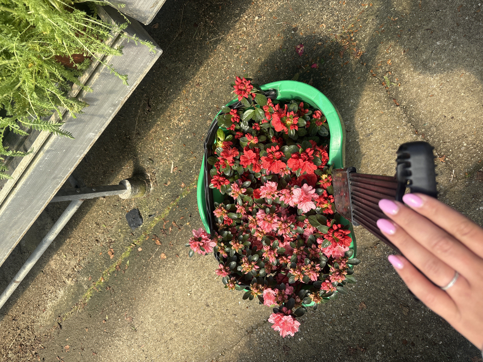 A high-angle, outdoor shot shows a green planter filled with red and pink azalea bushes on a concrete surface. To the left, a gray, metal plant stand partially frames the scene, holding green foliage. A person's hand, adorned with pink nail polish and a silver ring, holds a black and brown handle, possibly attached to a gardening tool. The scene is set on a concrete surface marked with leaves and cracks. The location is unknown, and there is not enough information to determine if this is Vila Nova de Gaia, Portugal.